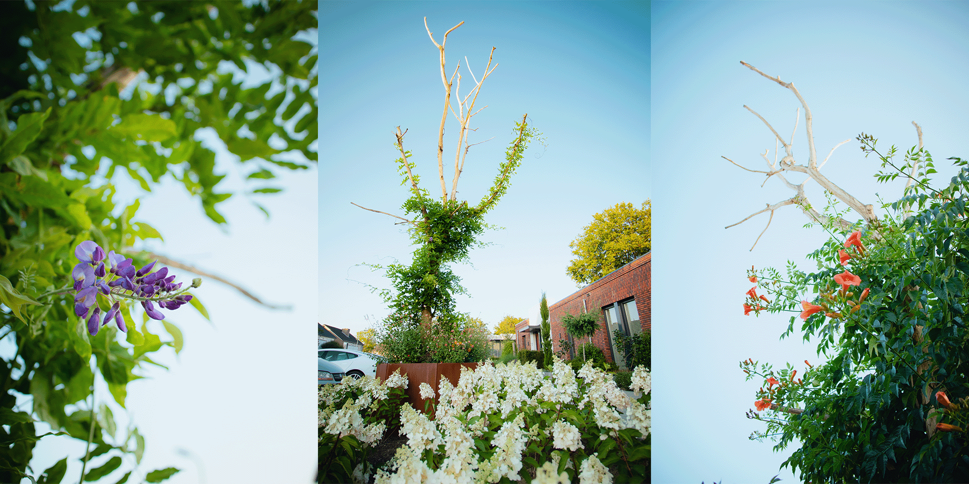 Flowering Urban Tree location Someren