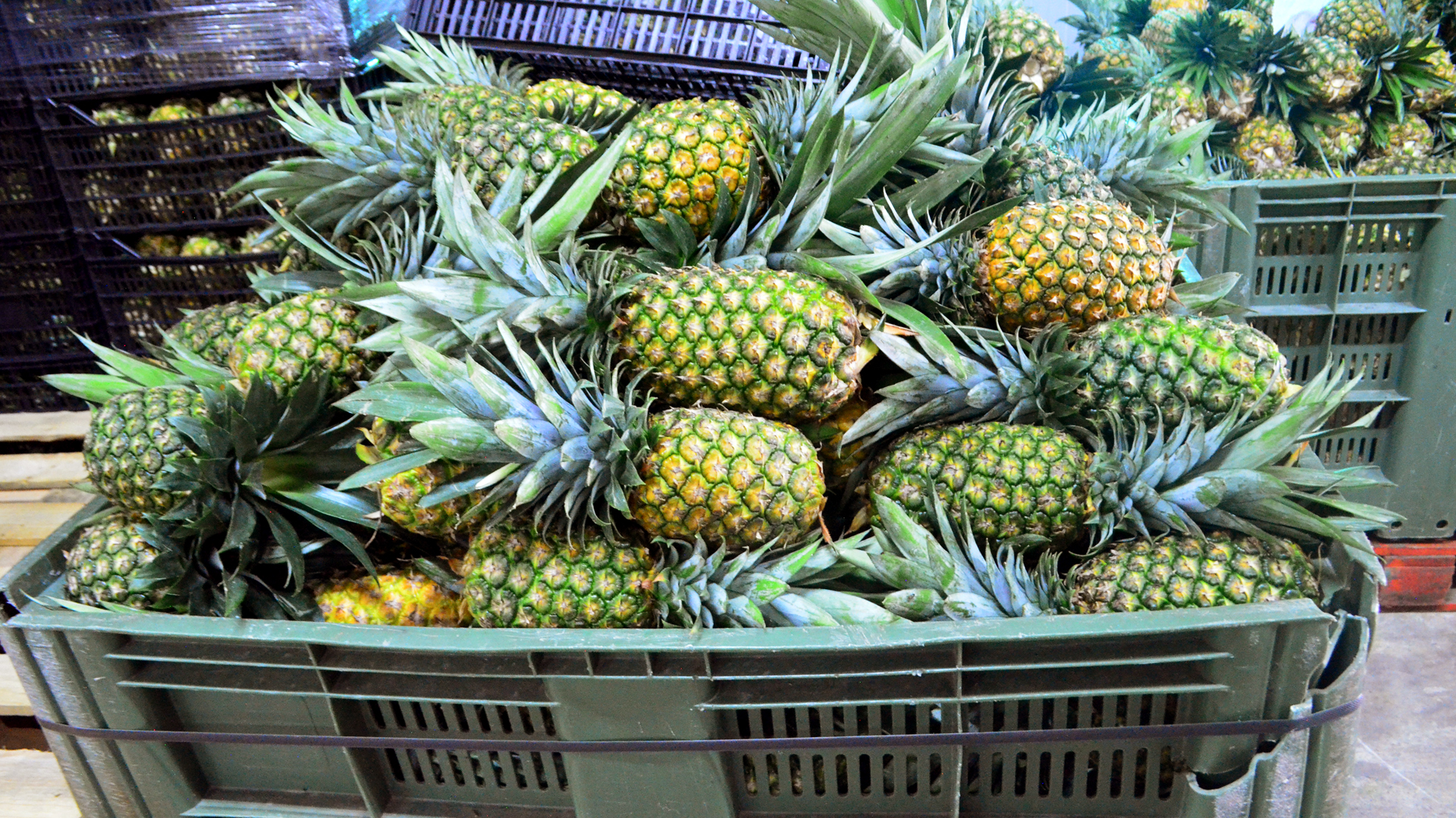 Pineapple production