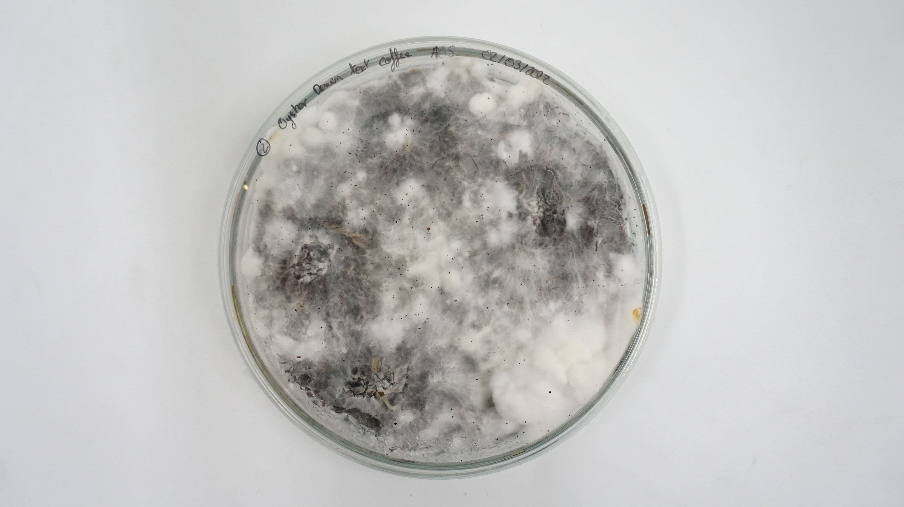 P. ostreatus mycelium on denim and coffee waste