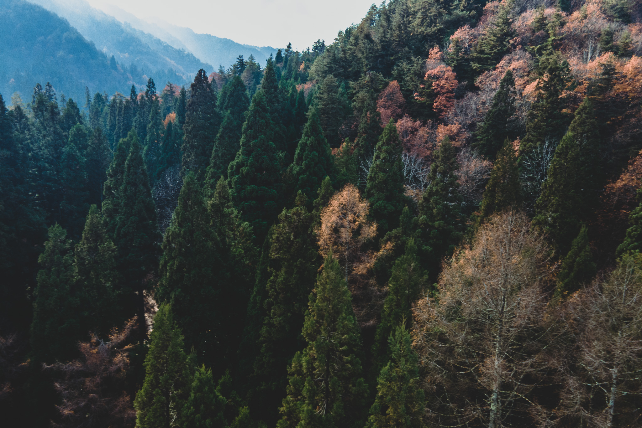 Forest in Hida, Japan