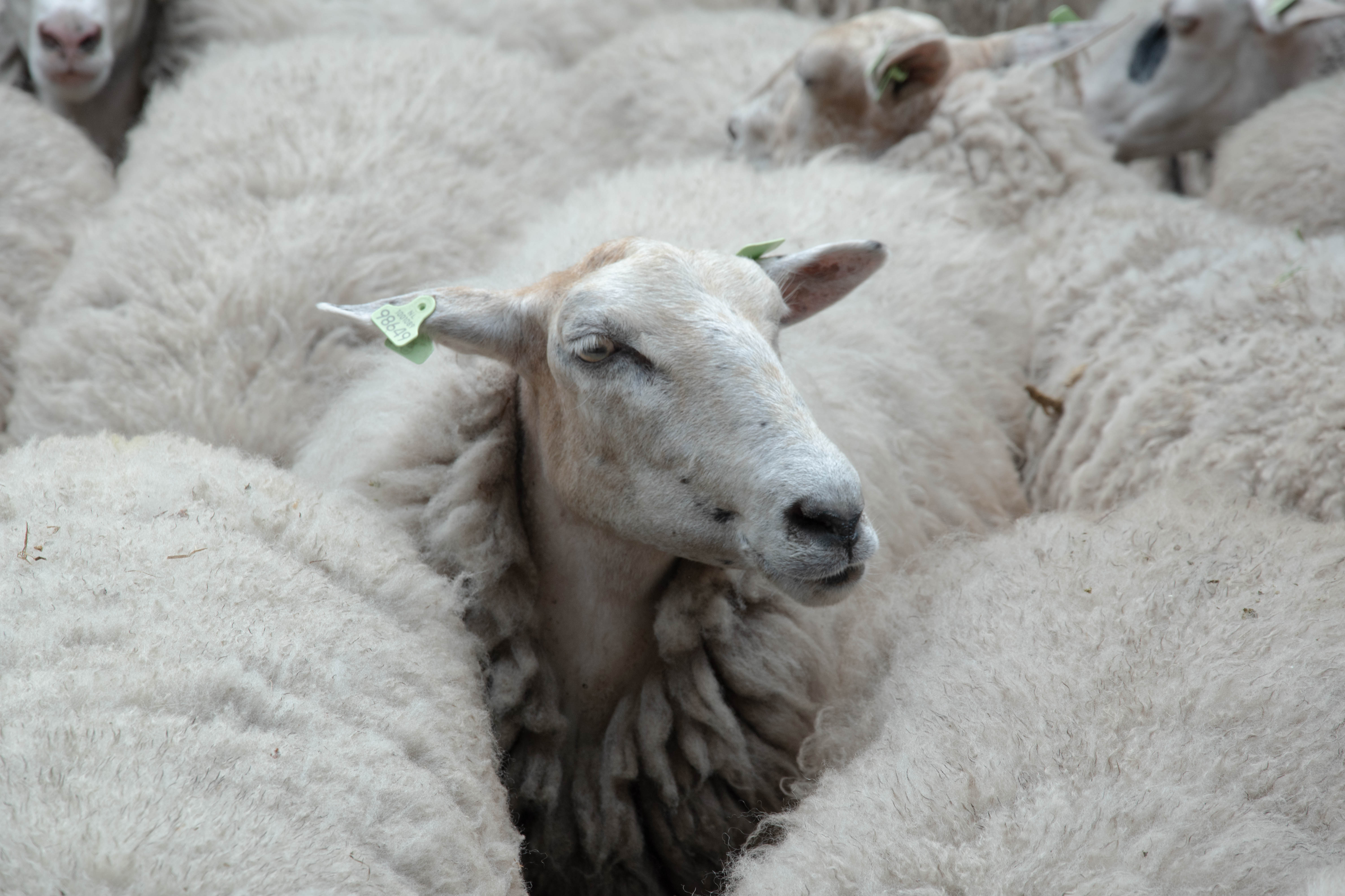 Meeting the Kempisch Heath Sheep