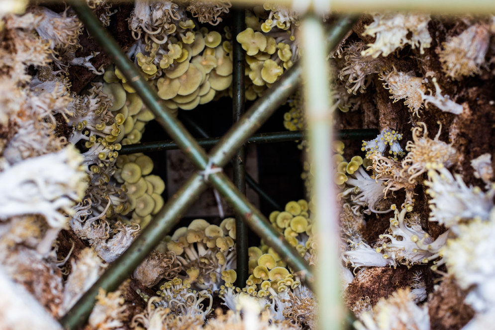 Kaleidoscopic top view of the Pigeon Tower
