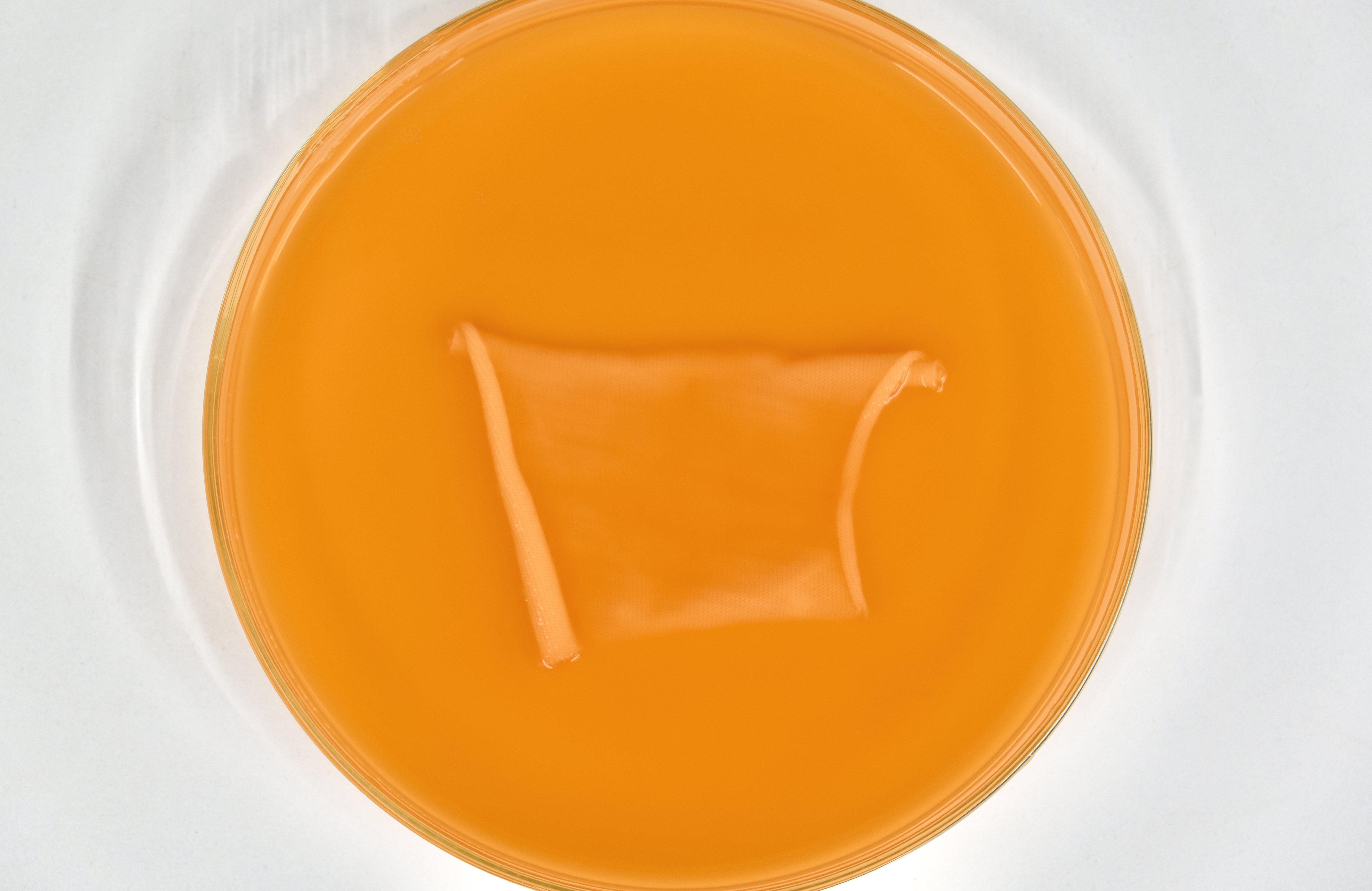 Fungal Dye