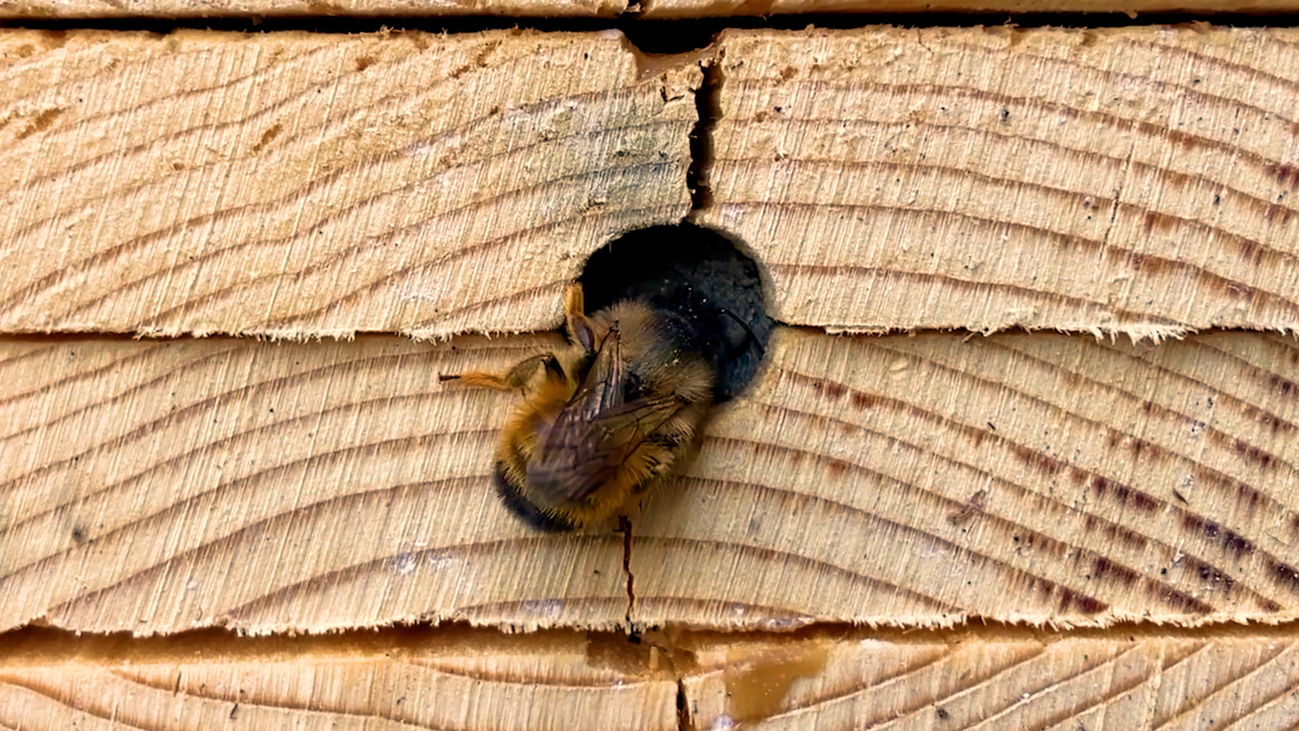 A female red mason bee plugging her nest