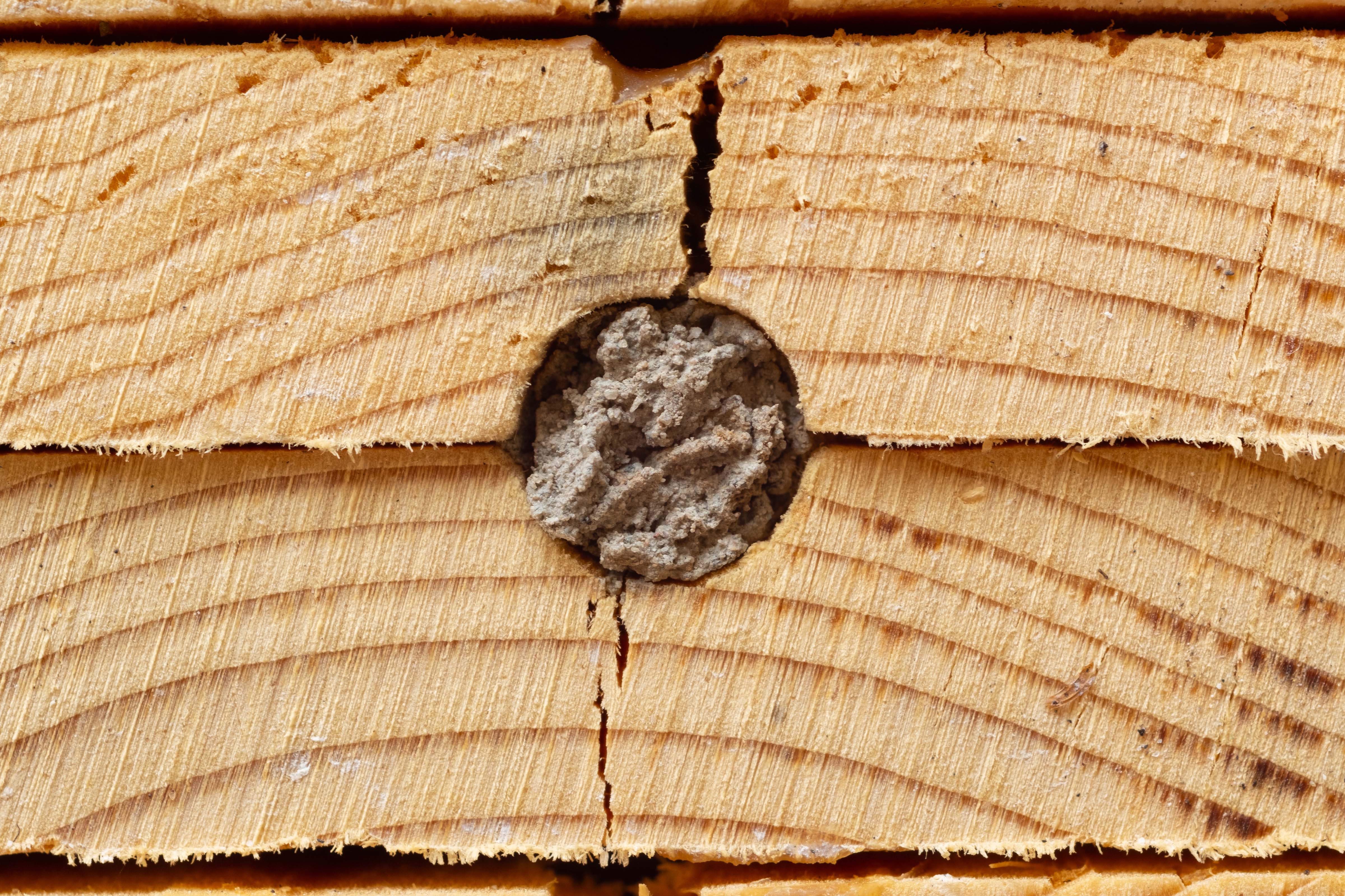 A plugged nest hole of red mason bee