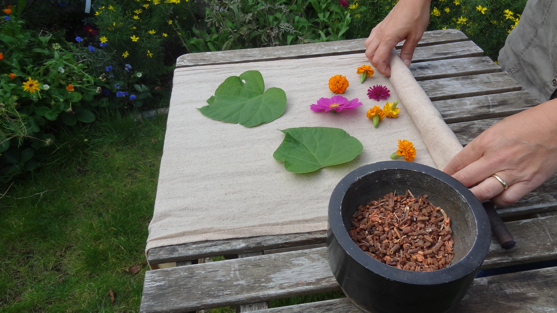 Madder Root as dye material and eco-printing