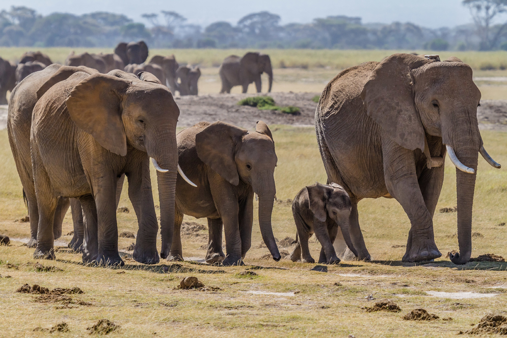 Herd of bush elephants in Amboseli national park