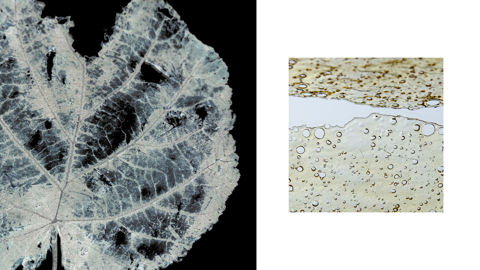 membrane exhibits
