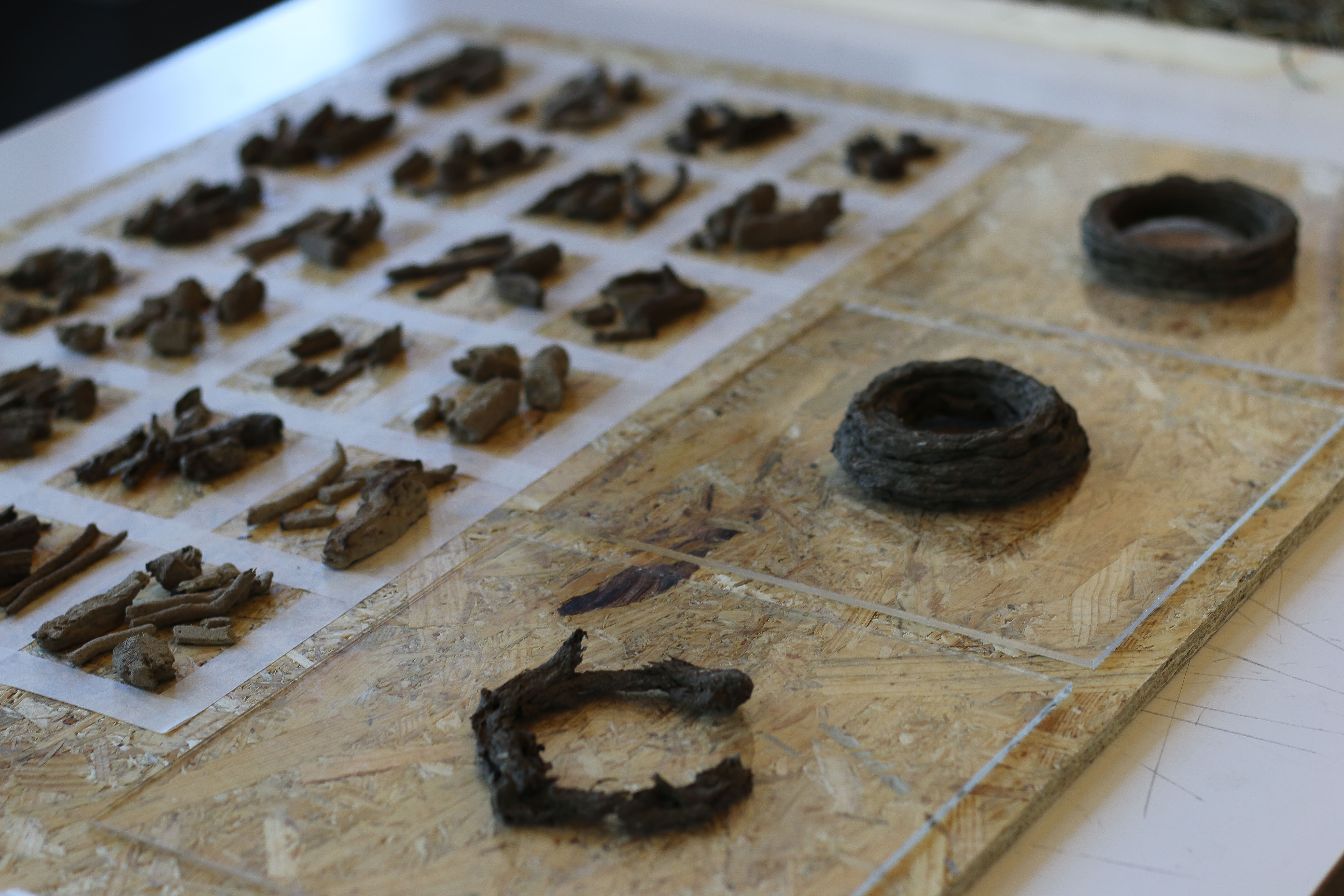 All cow dung samples