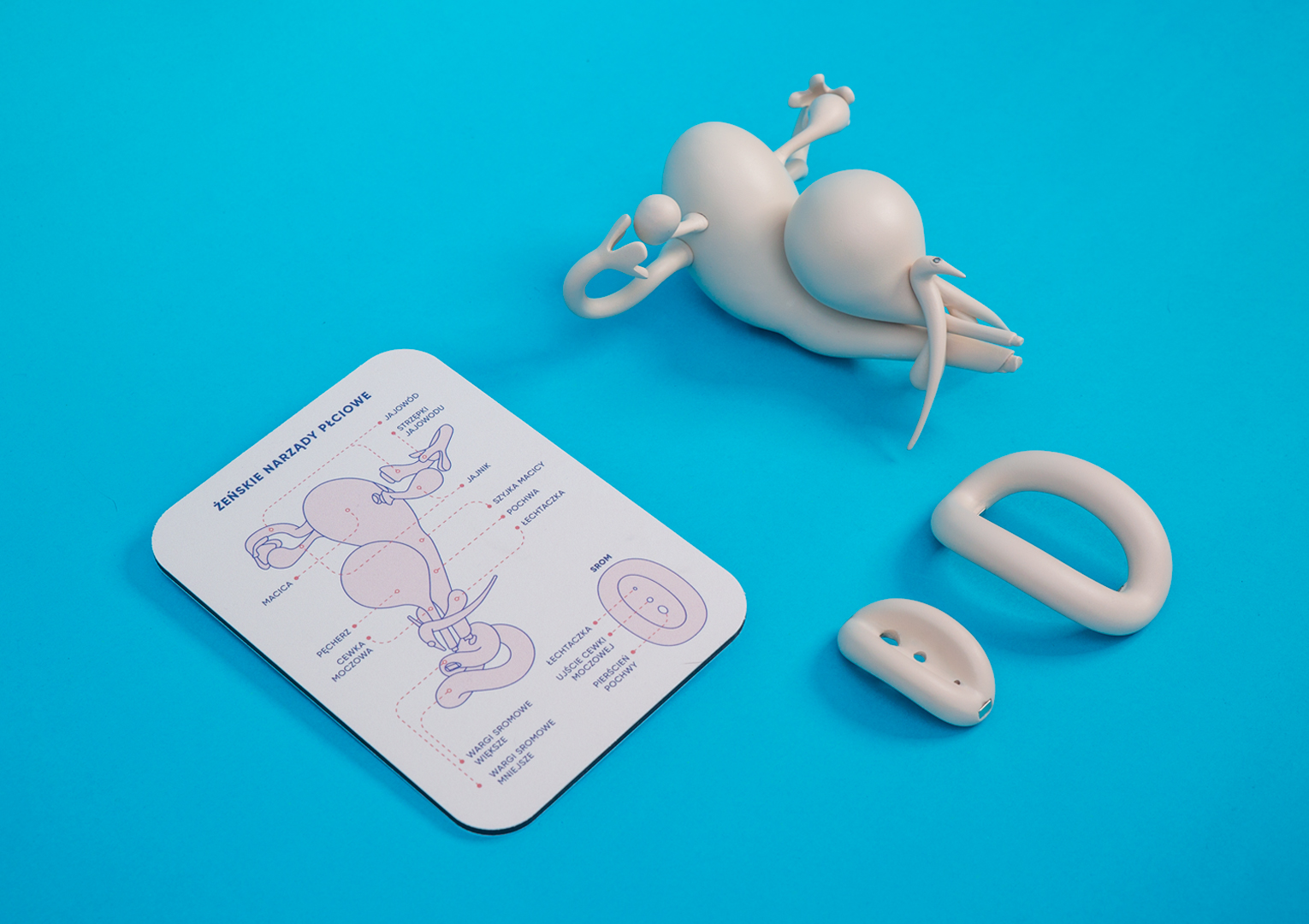 Female organs