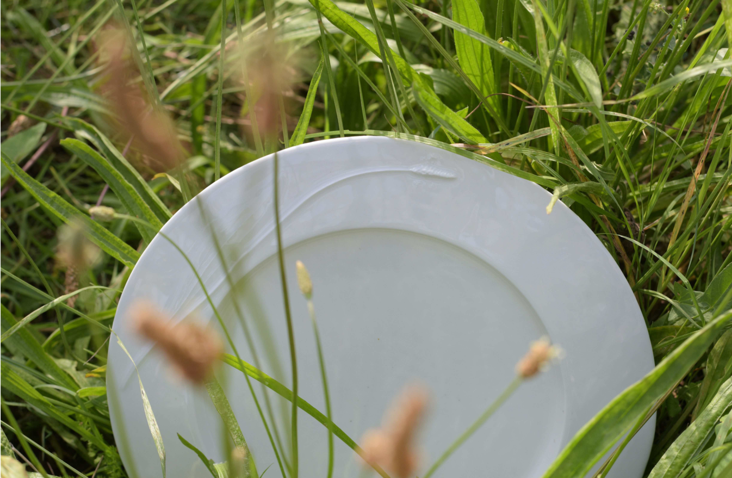 Flora Aeterna - Smalle Weegbree - Dinnerplate