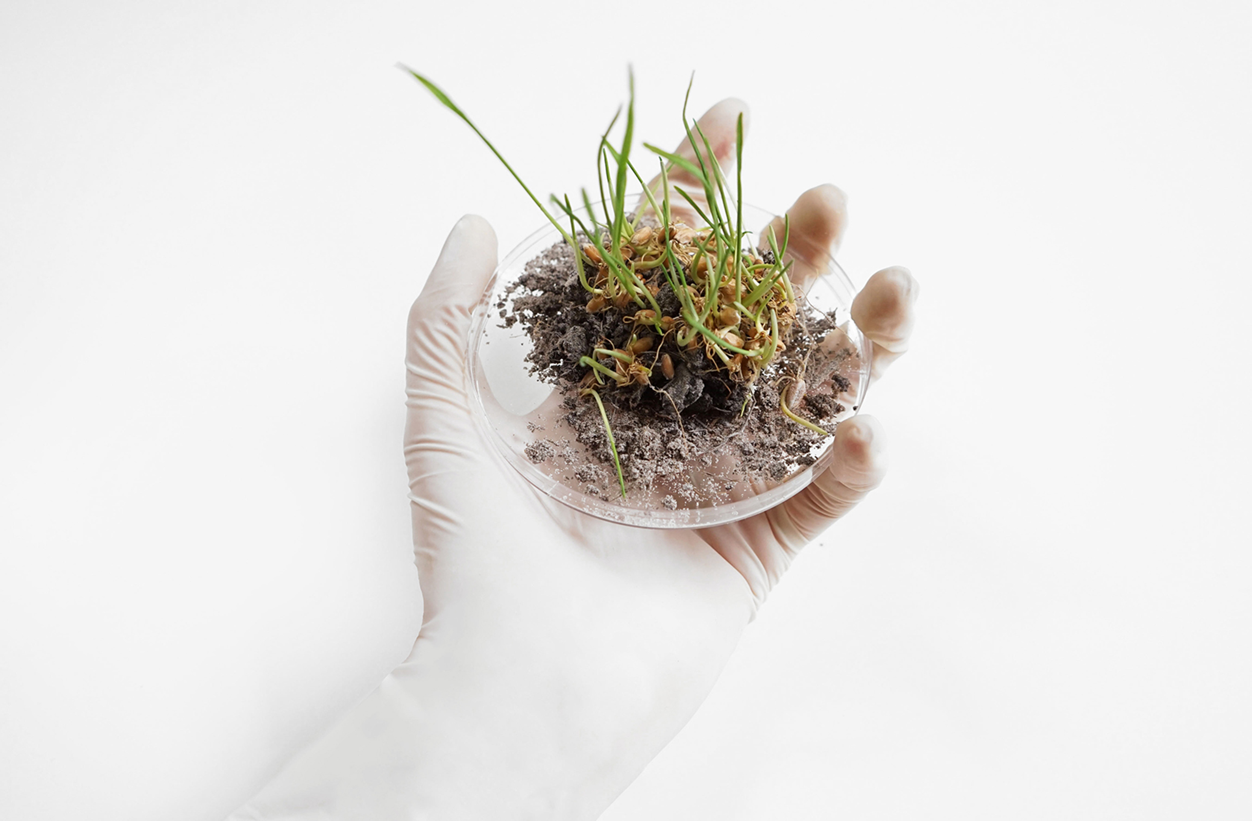 Biological Sample