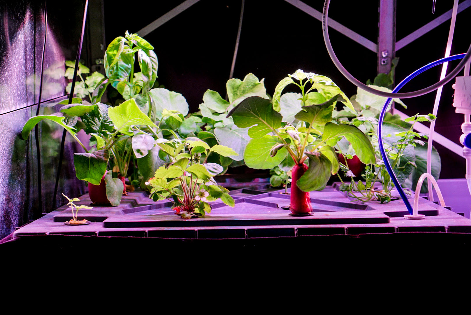 Roots Aeroponic System