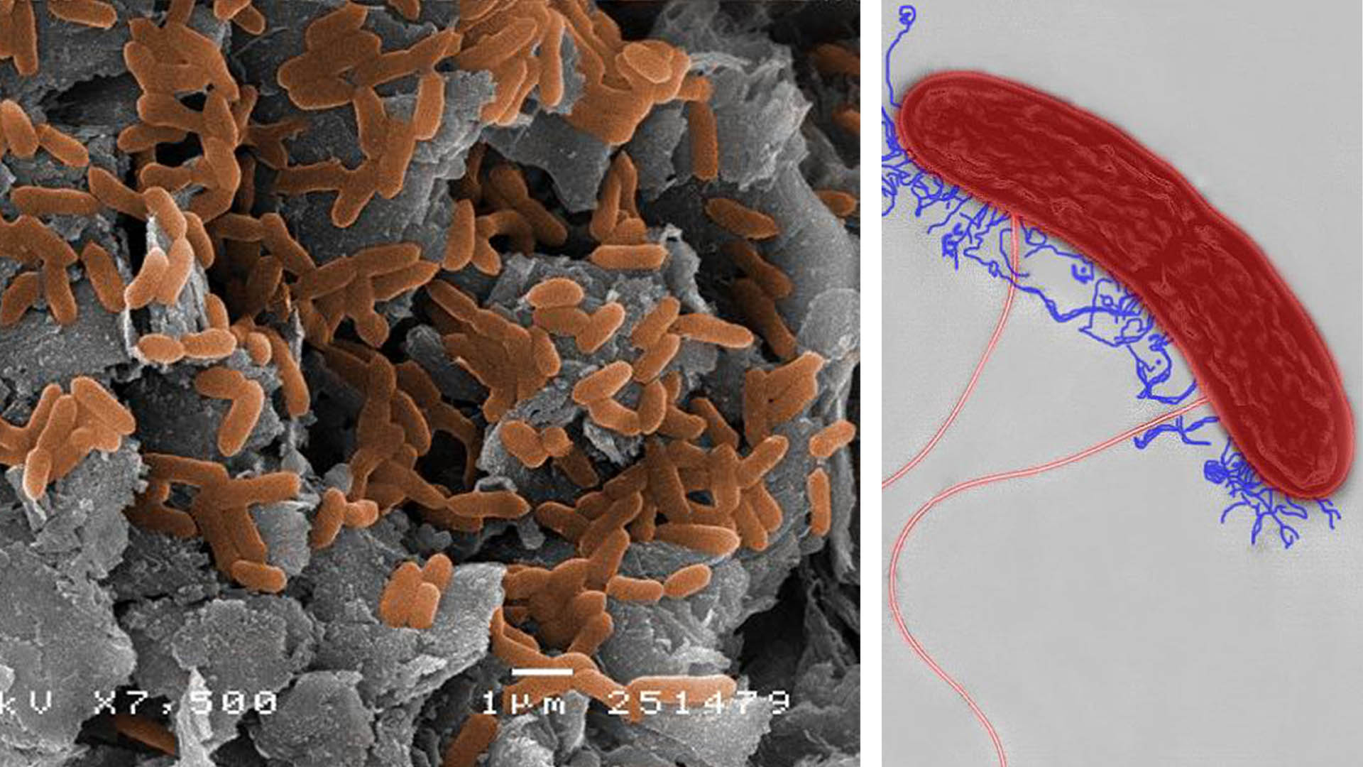 Geobacter: the electric microbe