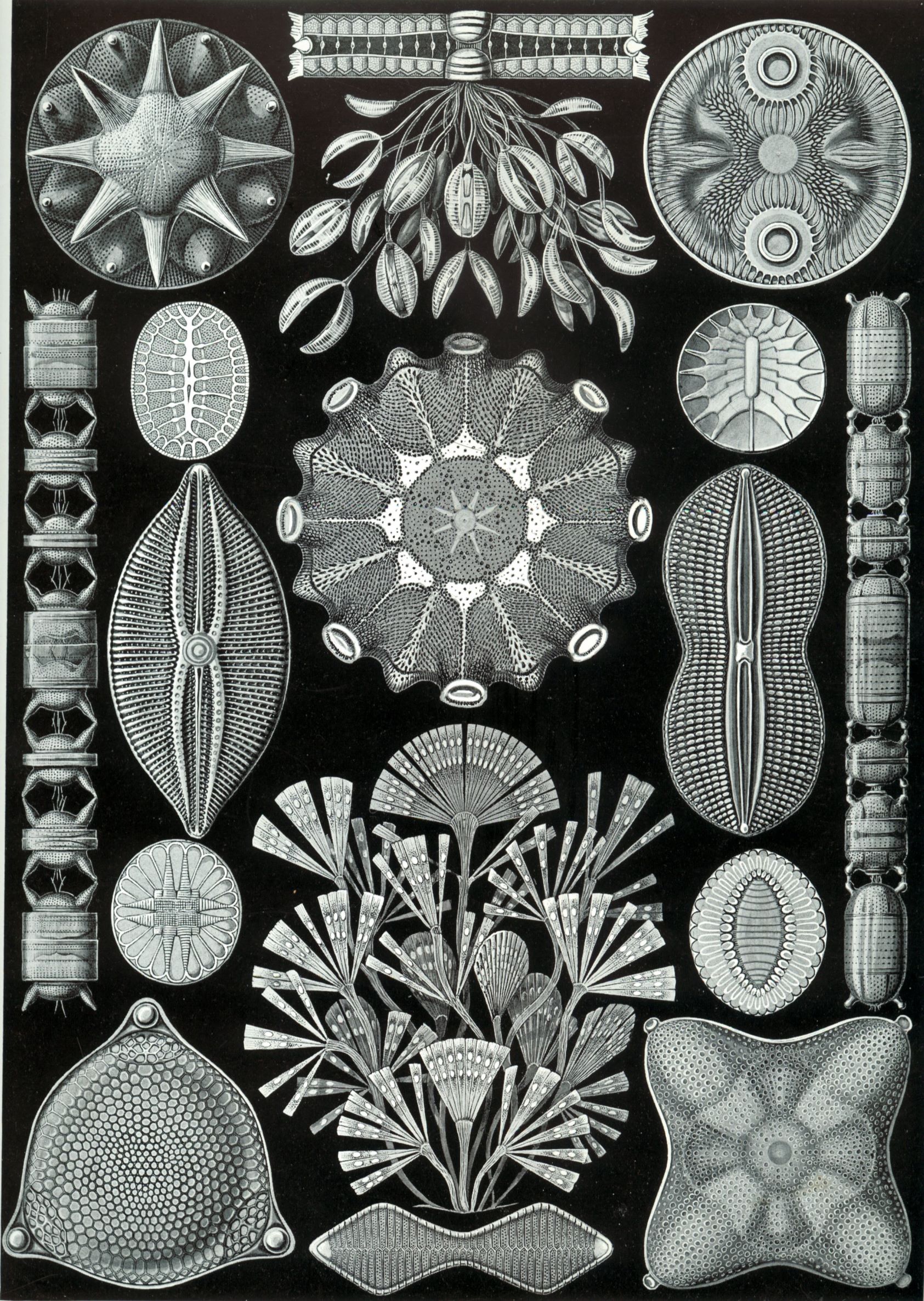 Diatoms