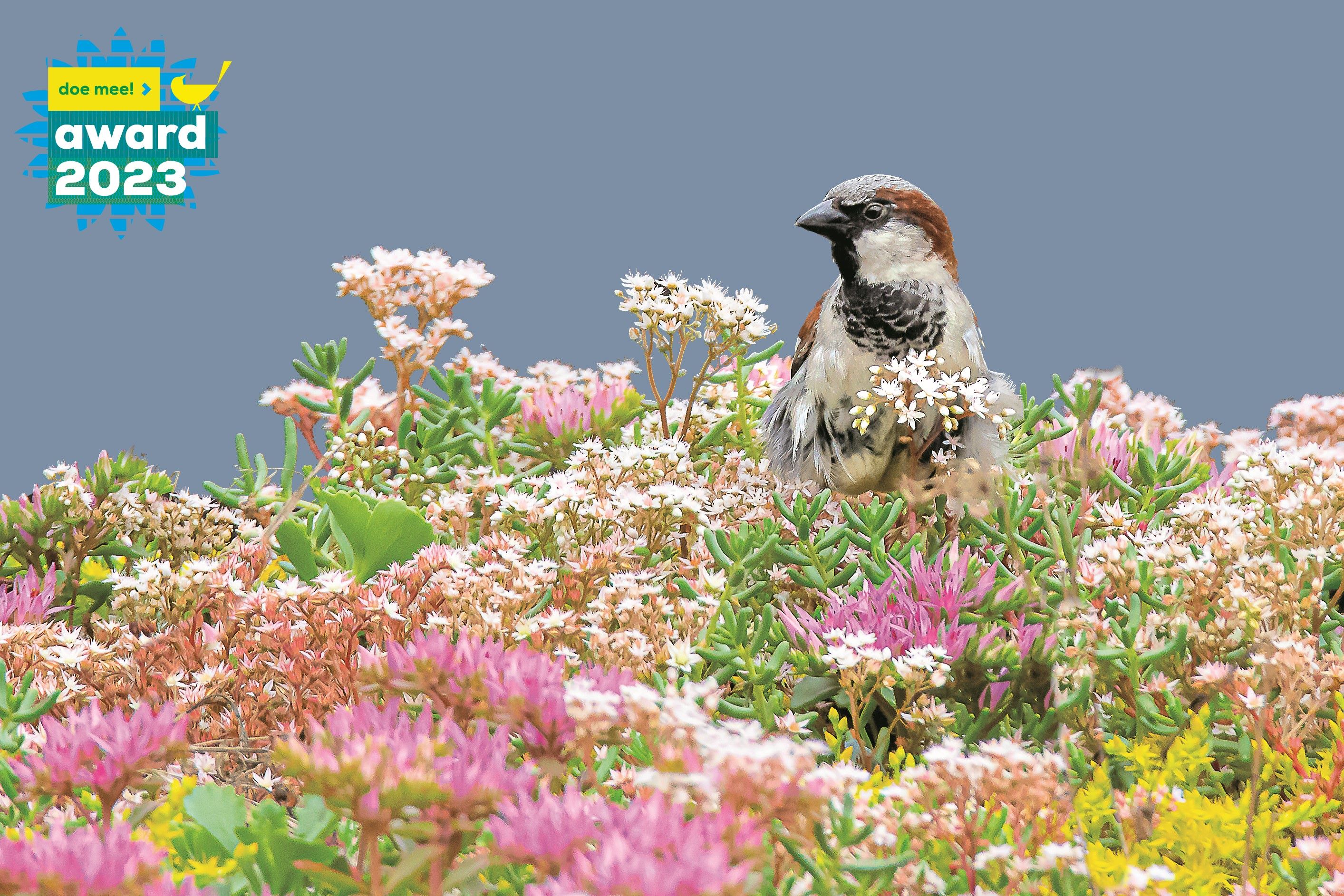 Chances for biodiversity on roofs