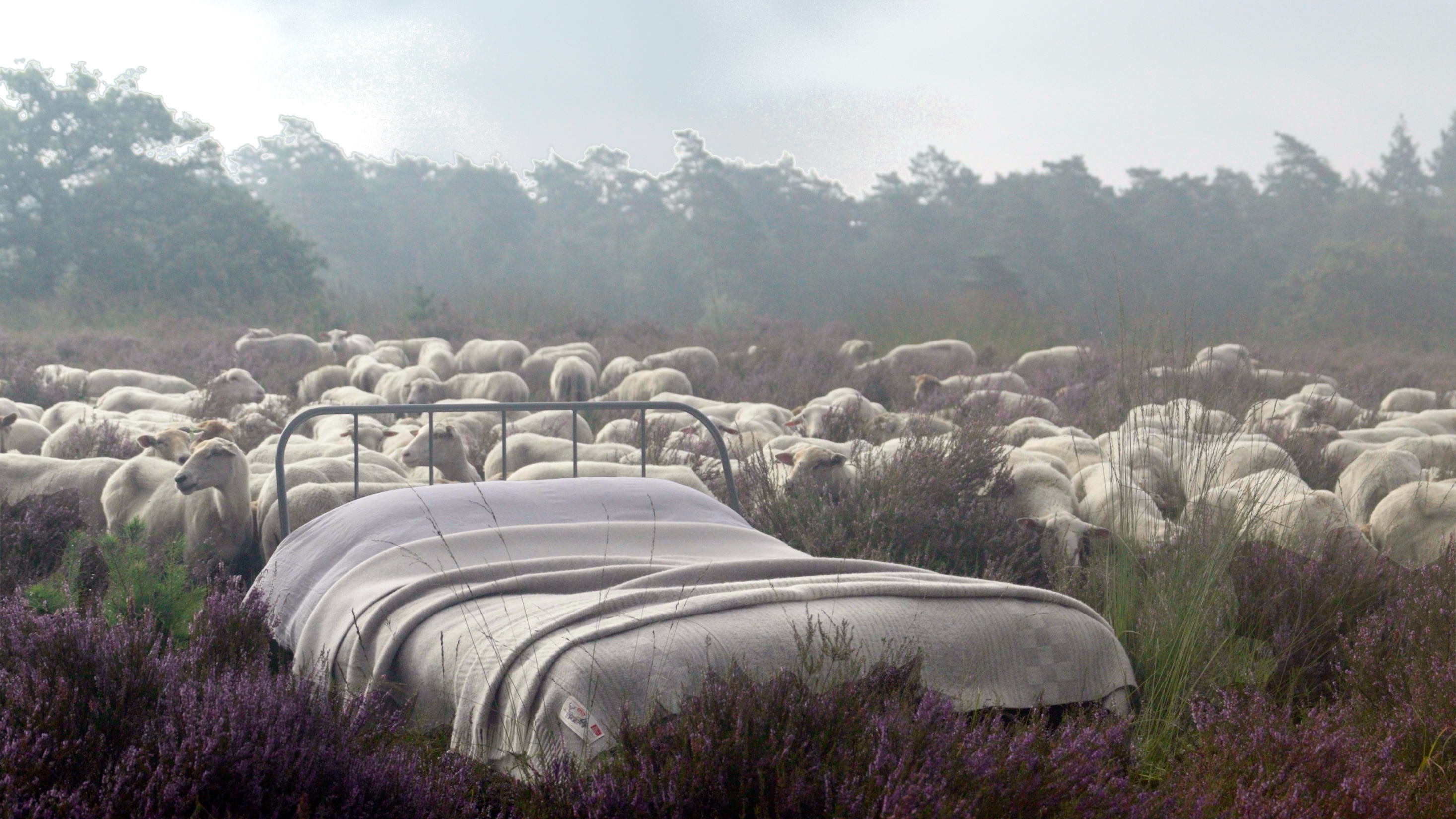 AaBe x Knitwit deken op de heide met heideschapen