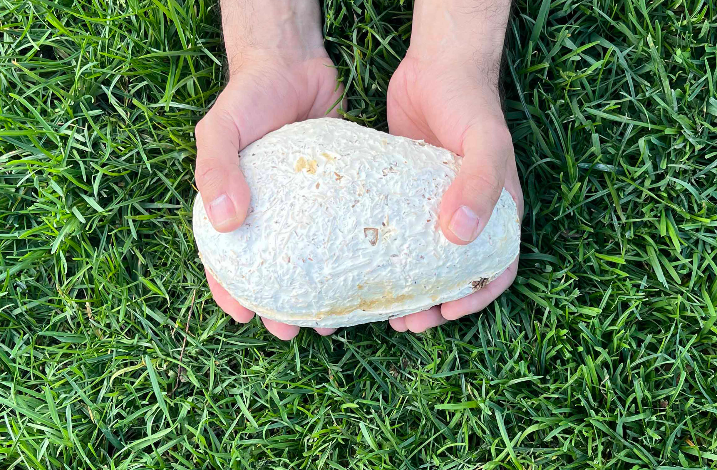 bio-brick made with organic waste and mycelium