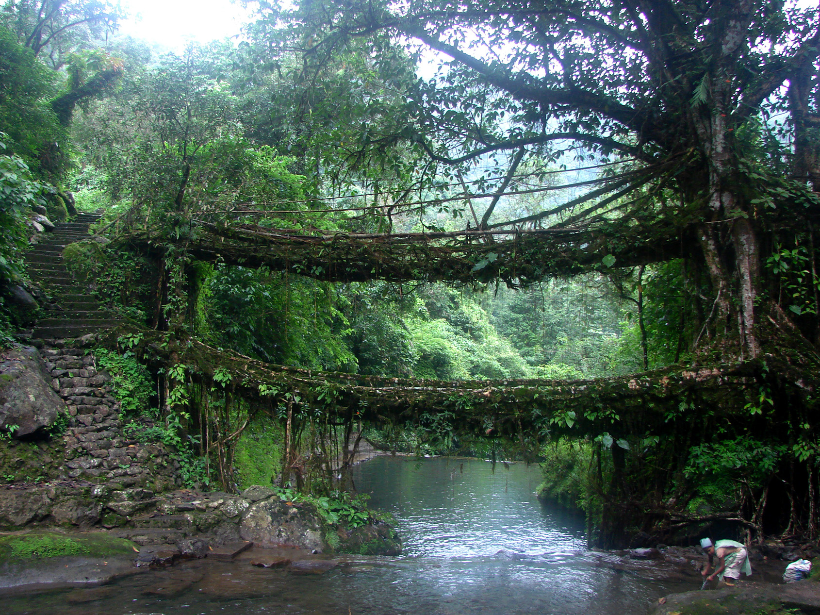 Meghalaya's Living Root Bridges