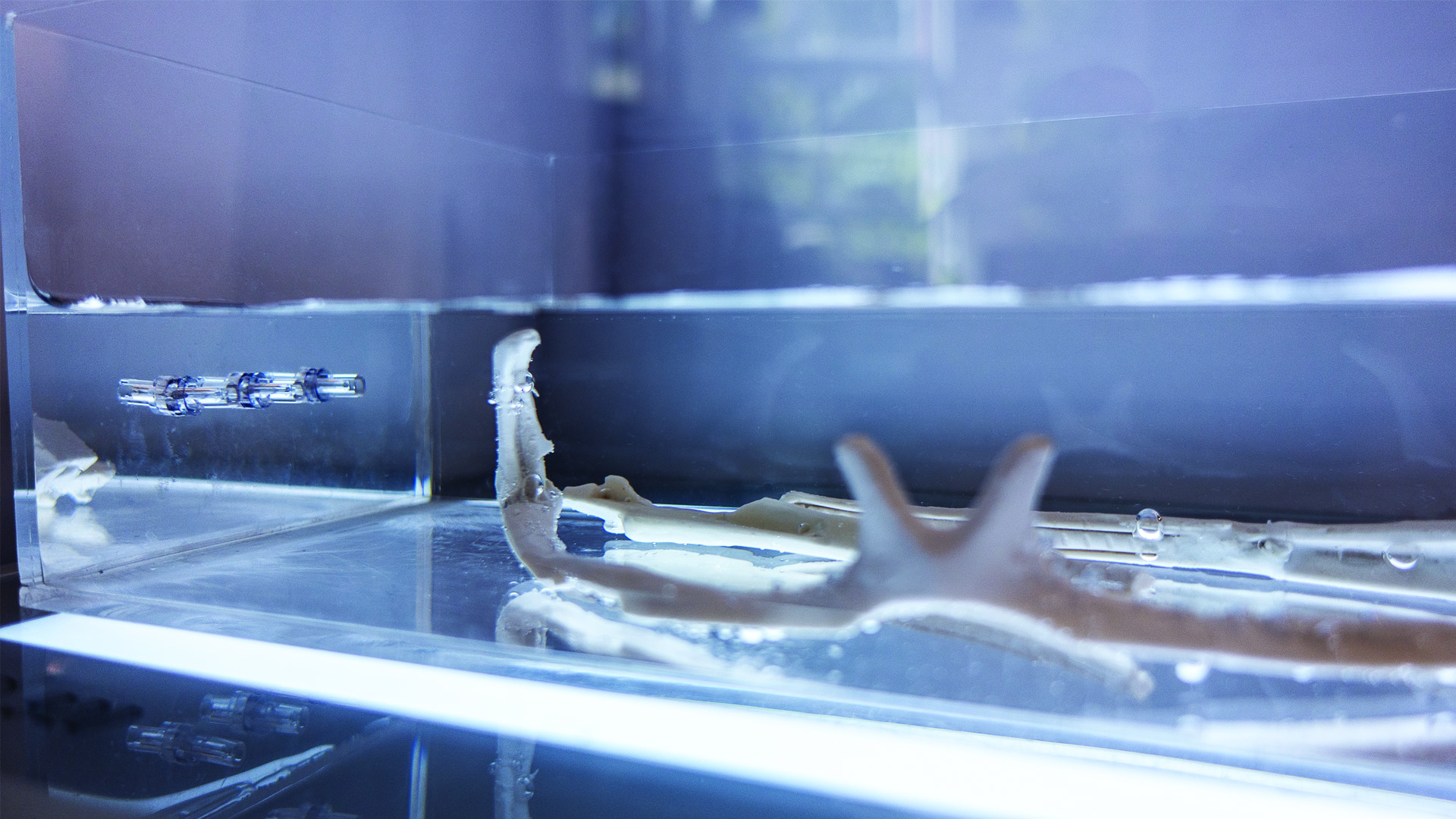 The bacterial composite glasses growing