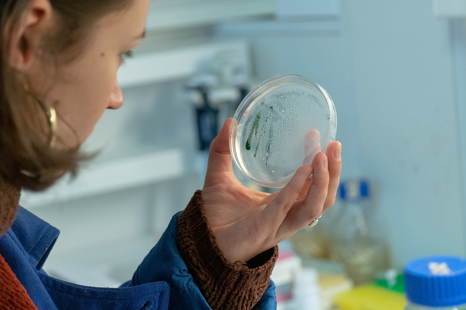 Working in labs on cultivating selected strains.