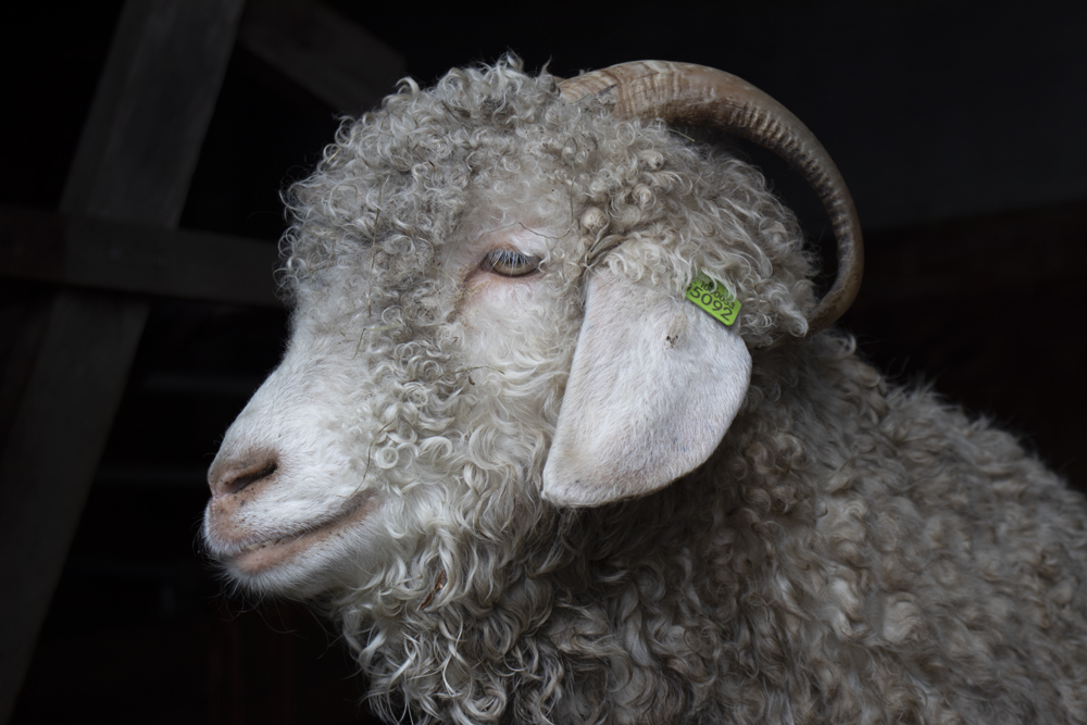 angoragoat The Knitwit Stable