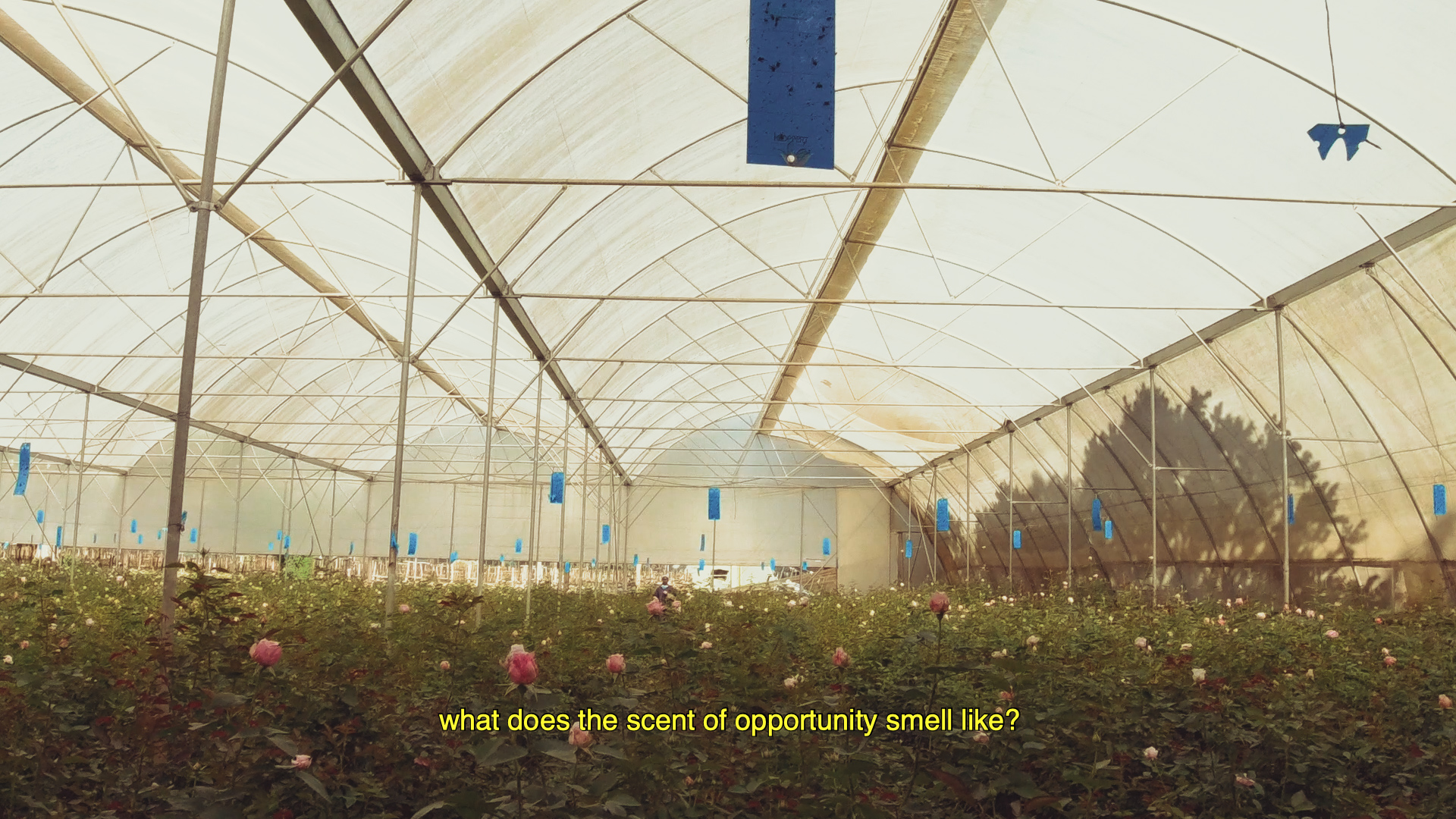 Still from Documentary on the Tambuzi Rose Farm