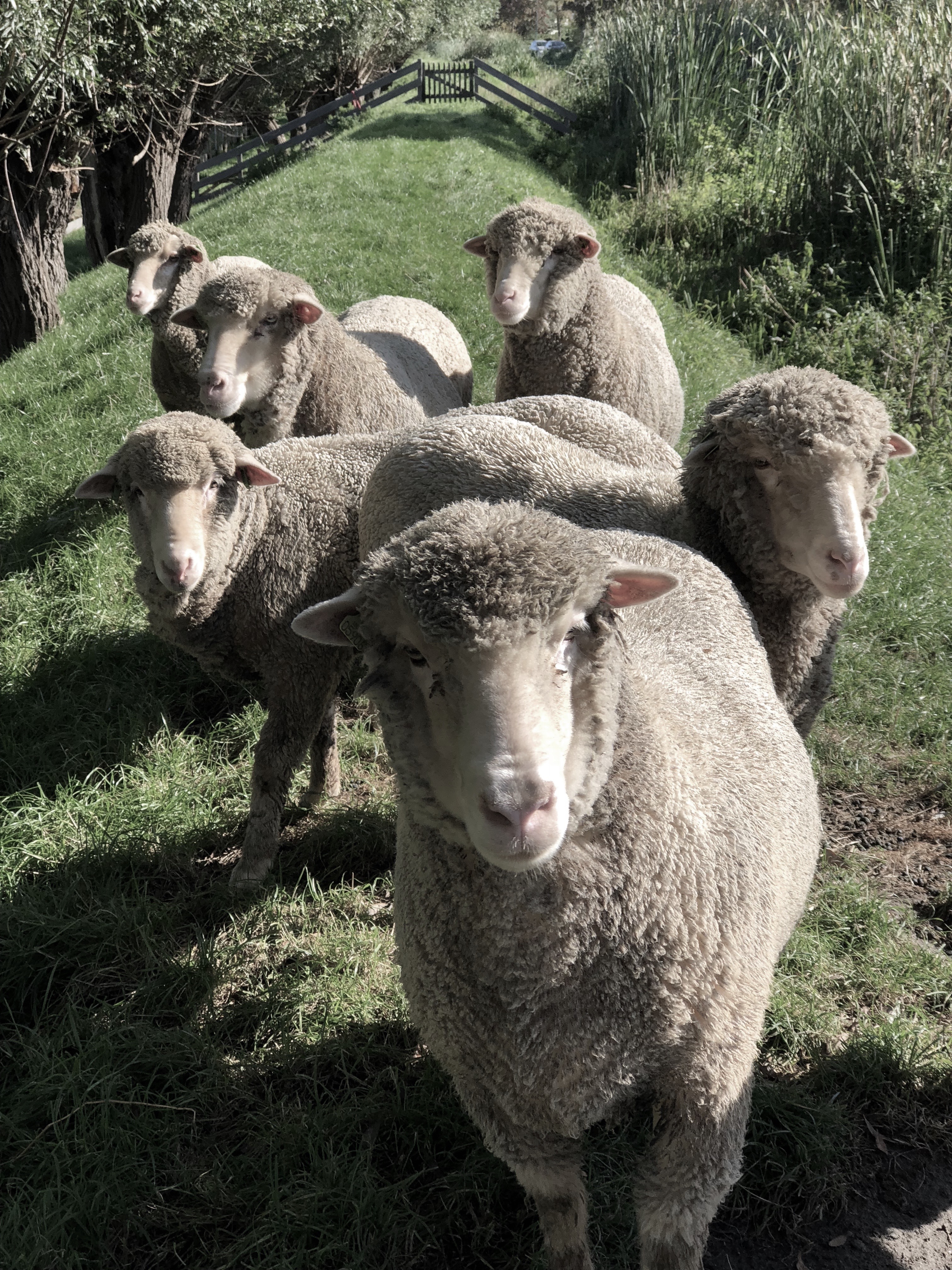 merinosheep The Knitwit Stable