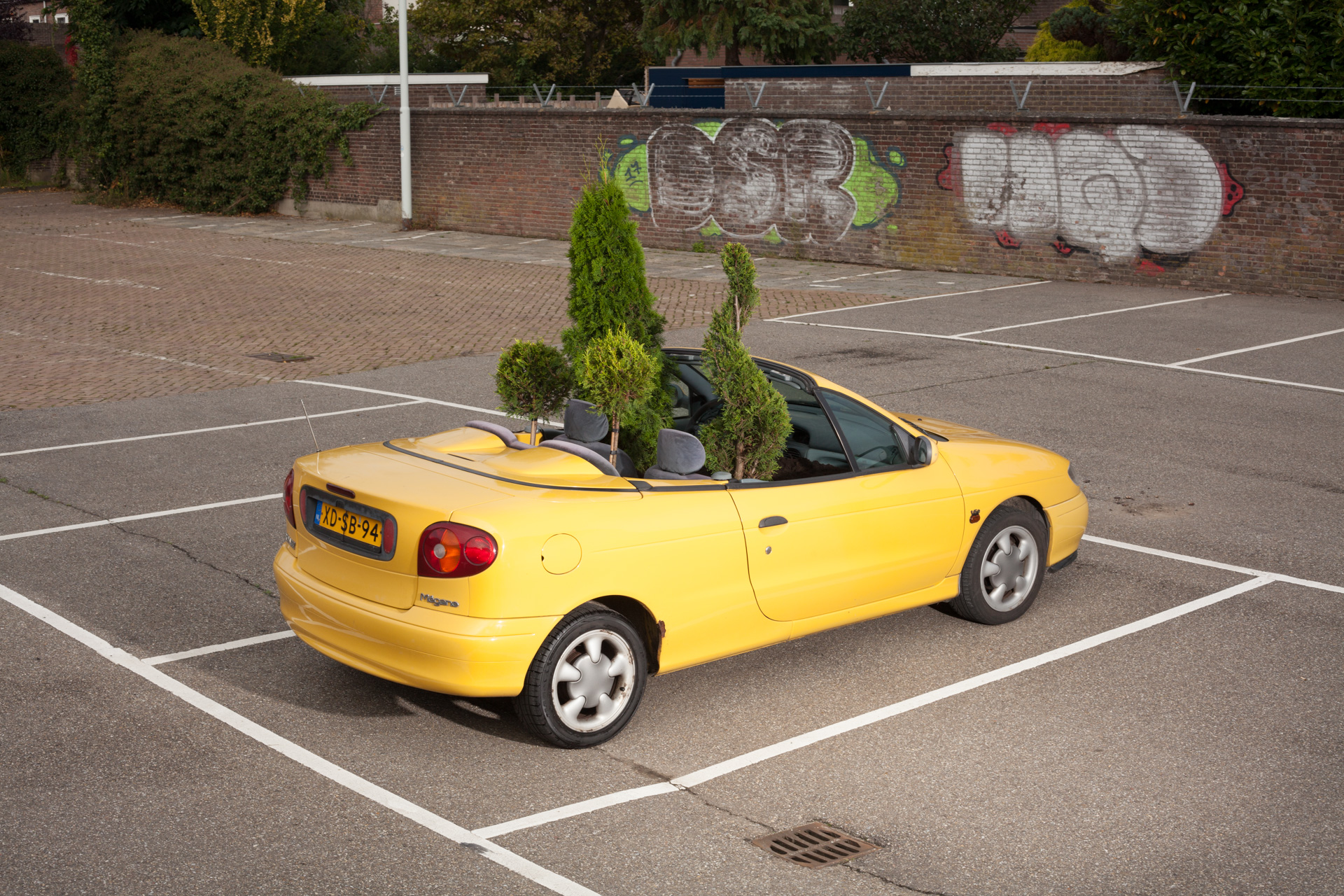 Conifer Family, 2021, Bart Eysink Smeets