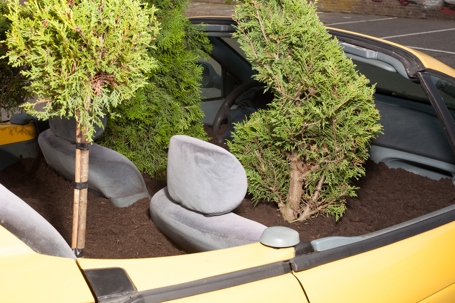 Conifer Family, 2021, Bart Eysink Smeets
