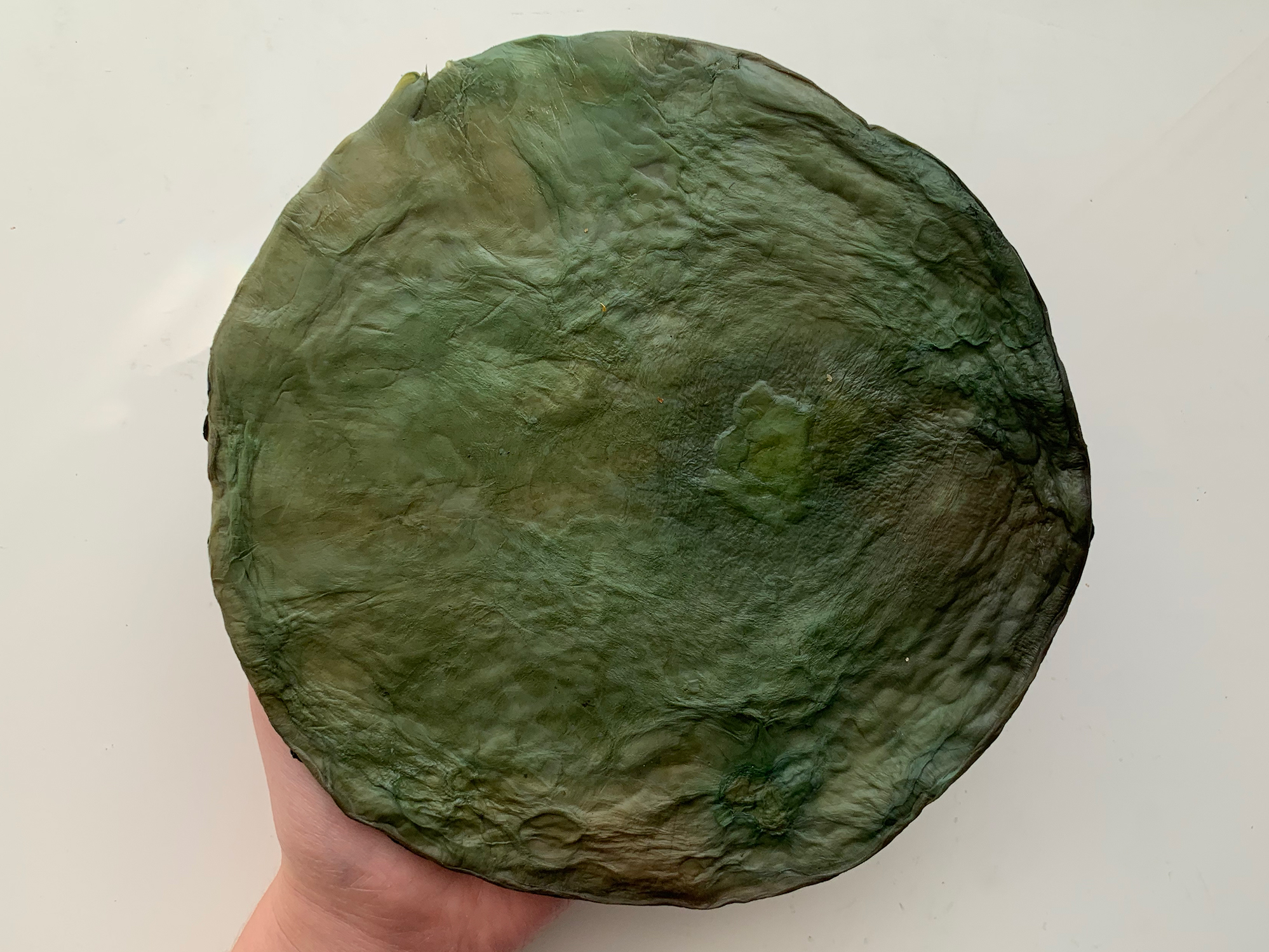 Sample of SCOBY leather.