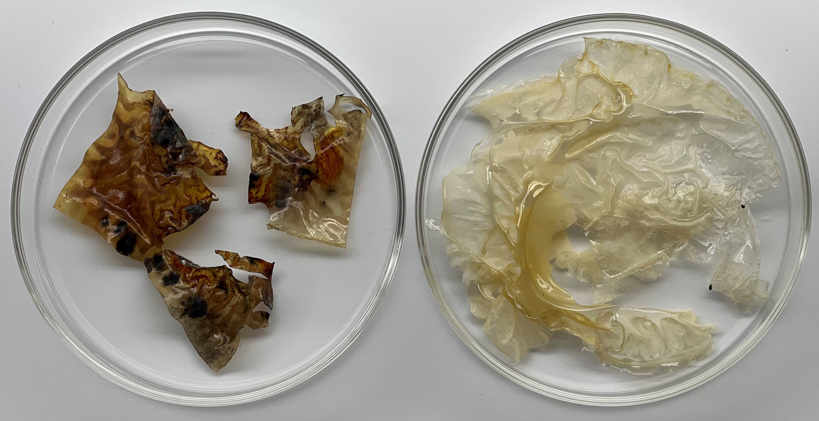 Chitosan Composite Films