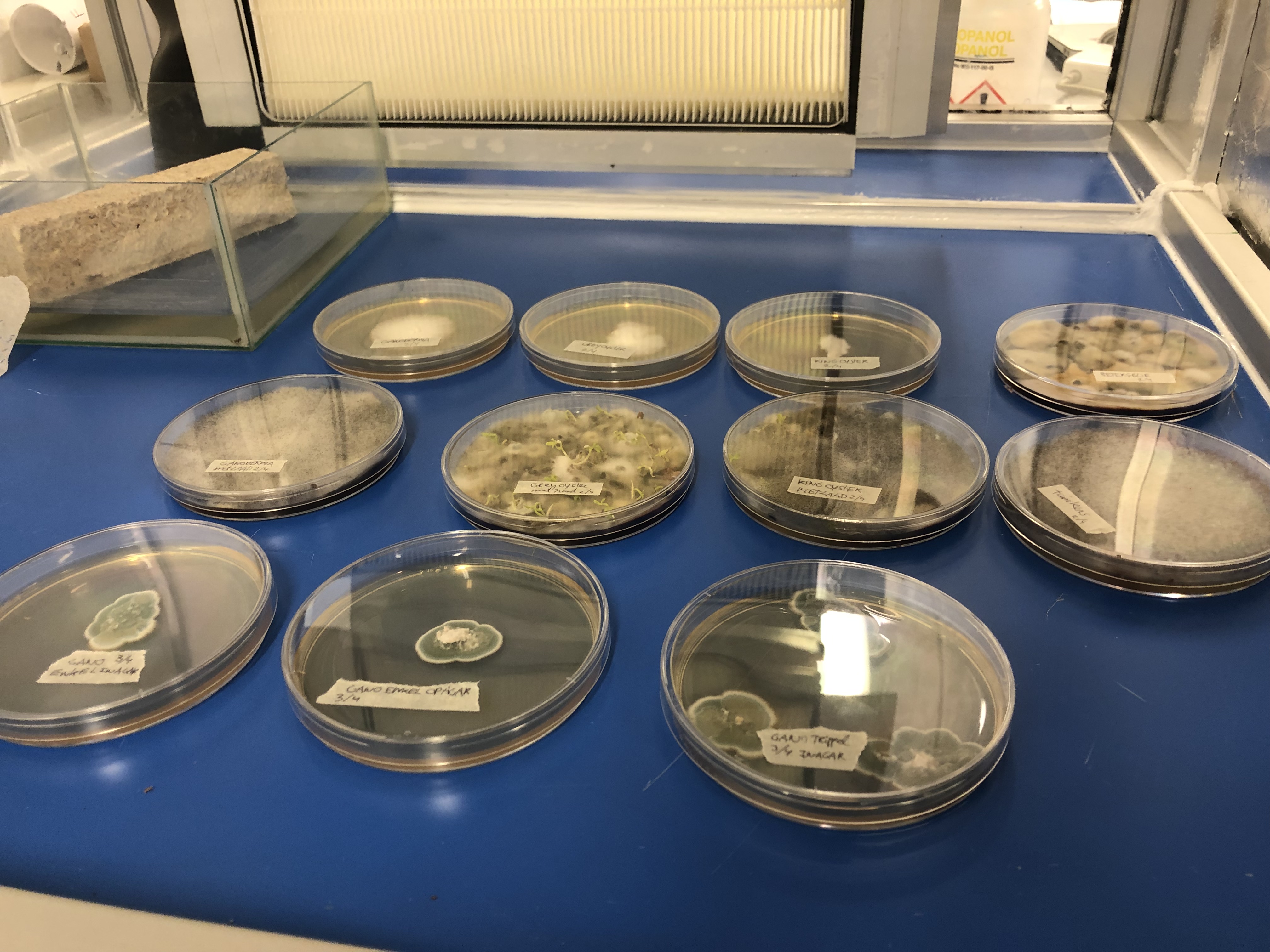 Lab Experiments