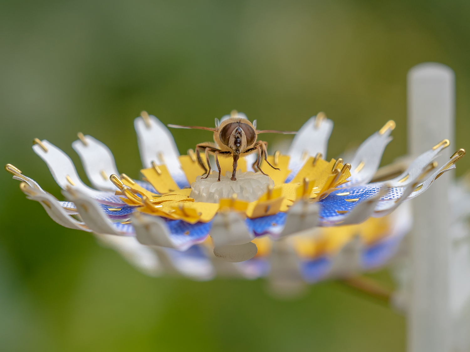 Insectology Food for Buzz - Bee Flower