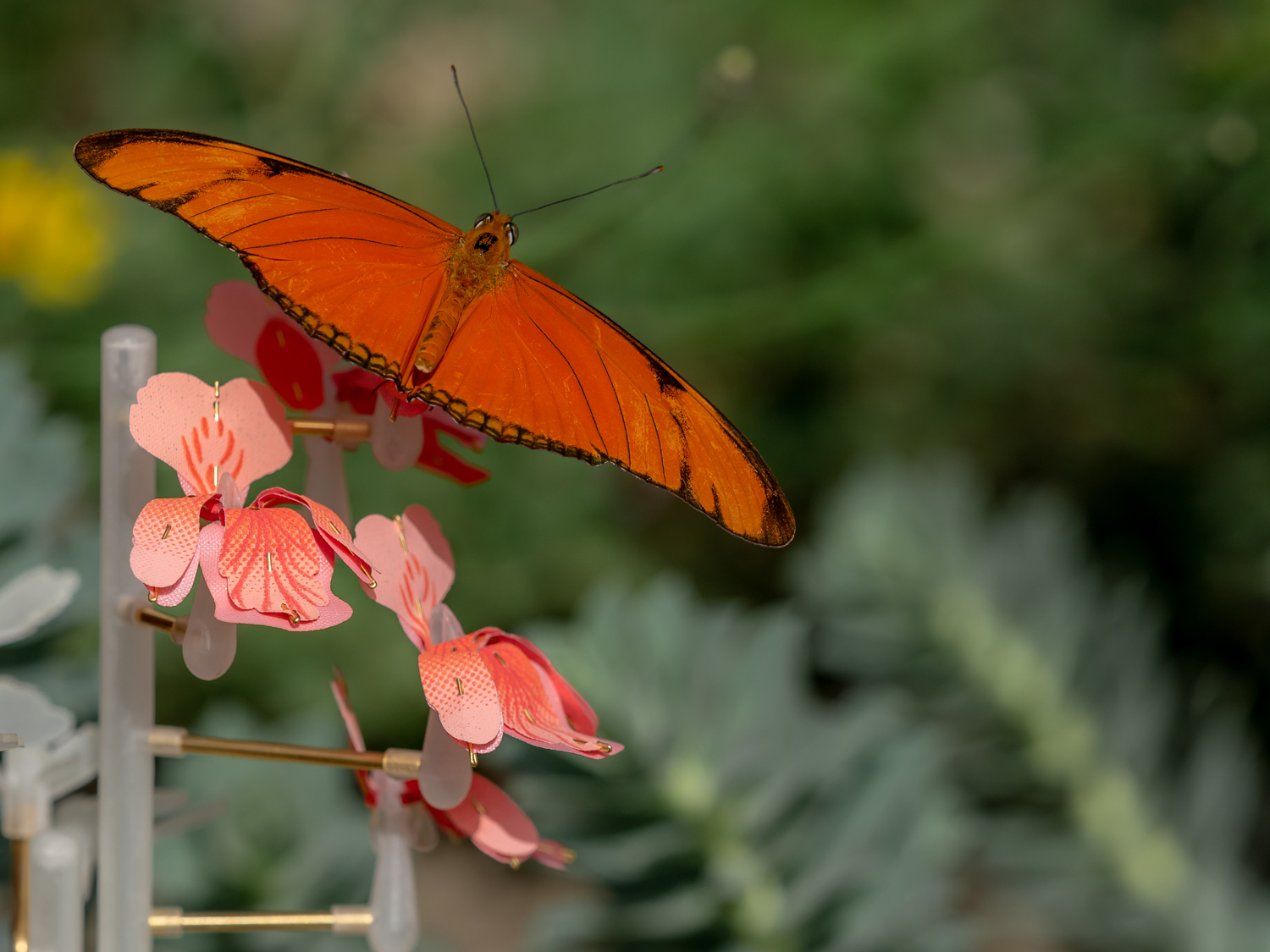 Insectology Food for Buzz - Butterfly Flower