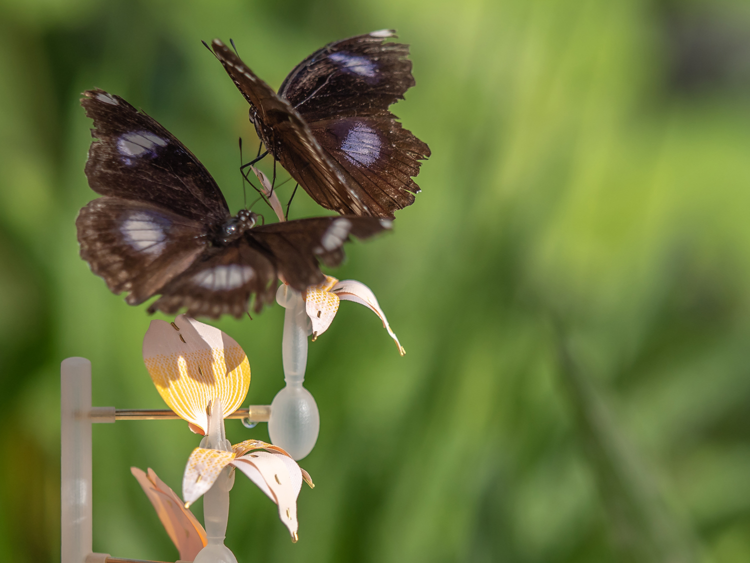 Insectology Food for Buzz - Moth/Butterfly Flower