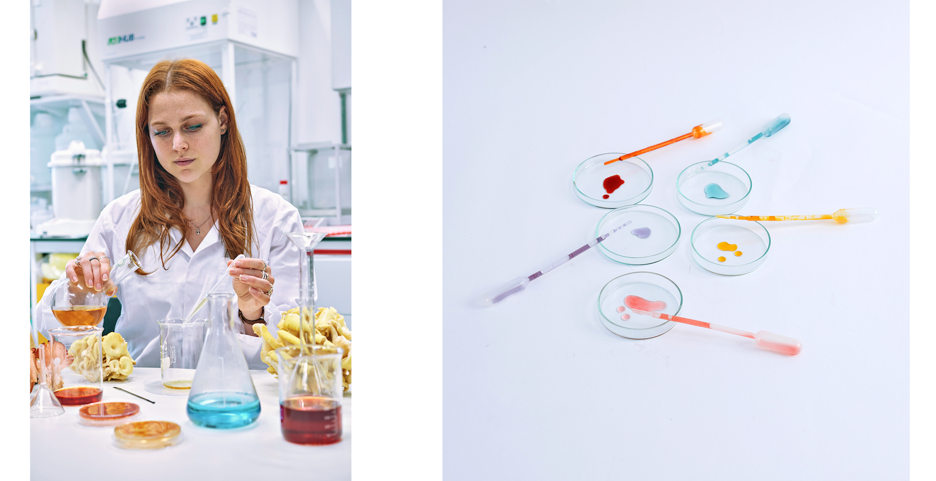 Alchemical Mycology (in the lab)