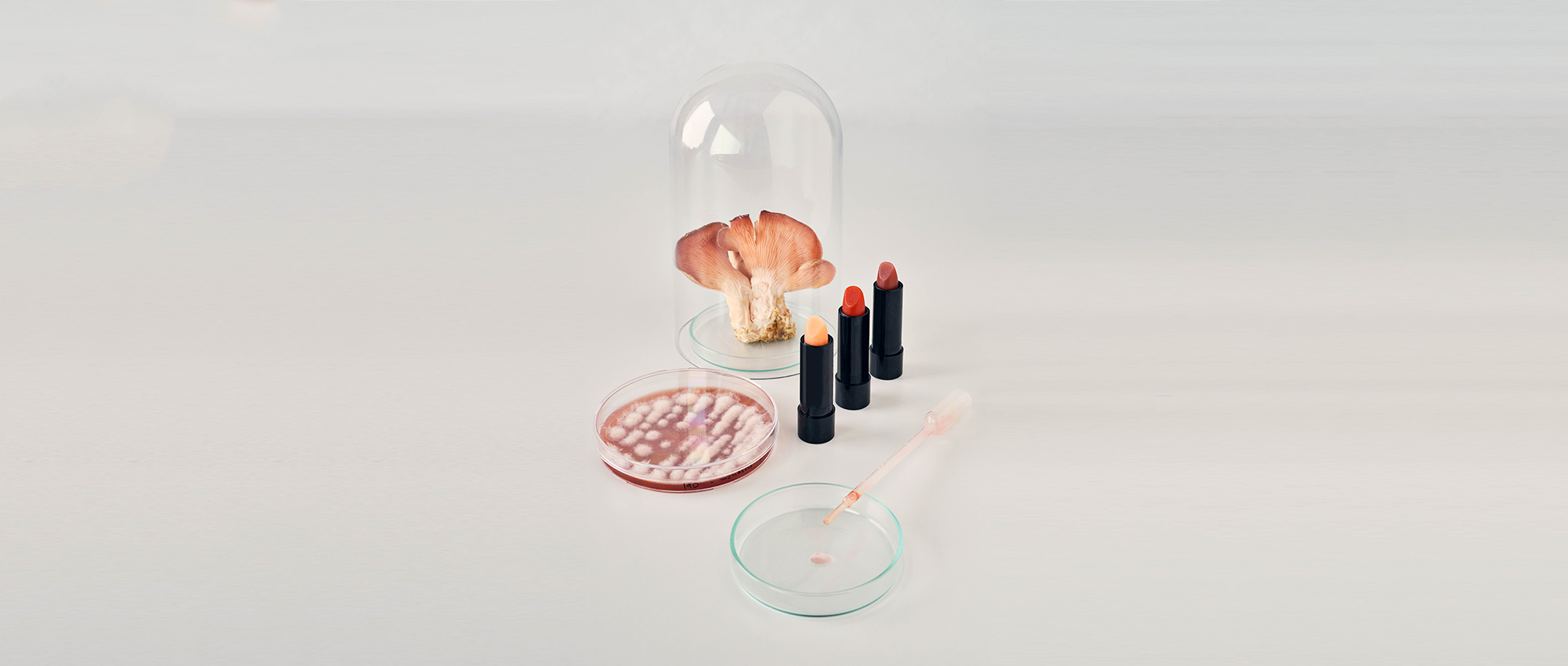 Alchemical Mycology