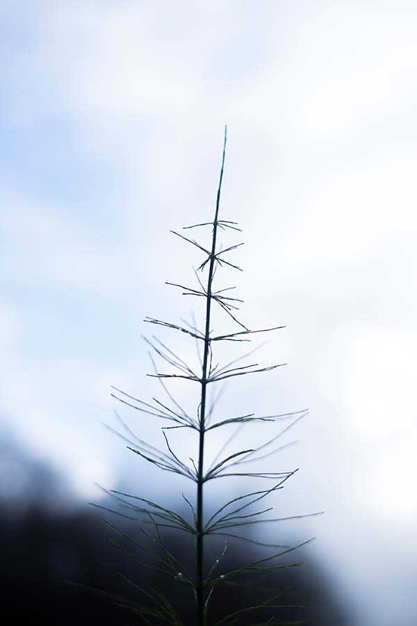 Swamp horsetail, Equisetum fluviatile