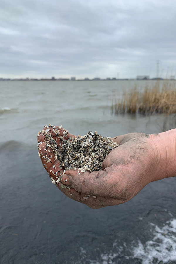 Zuiderzee shells