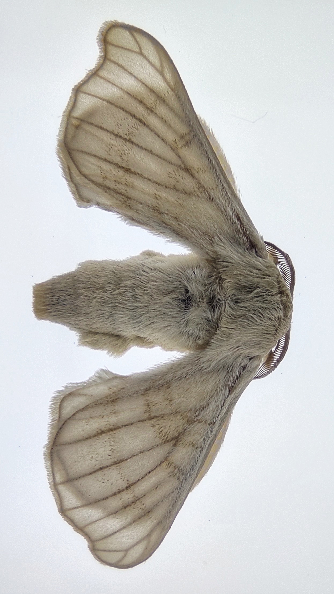 moth