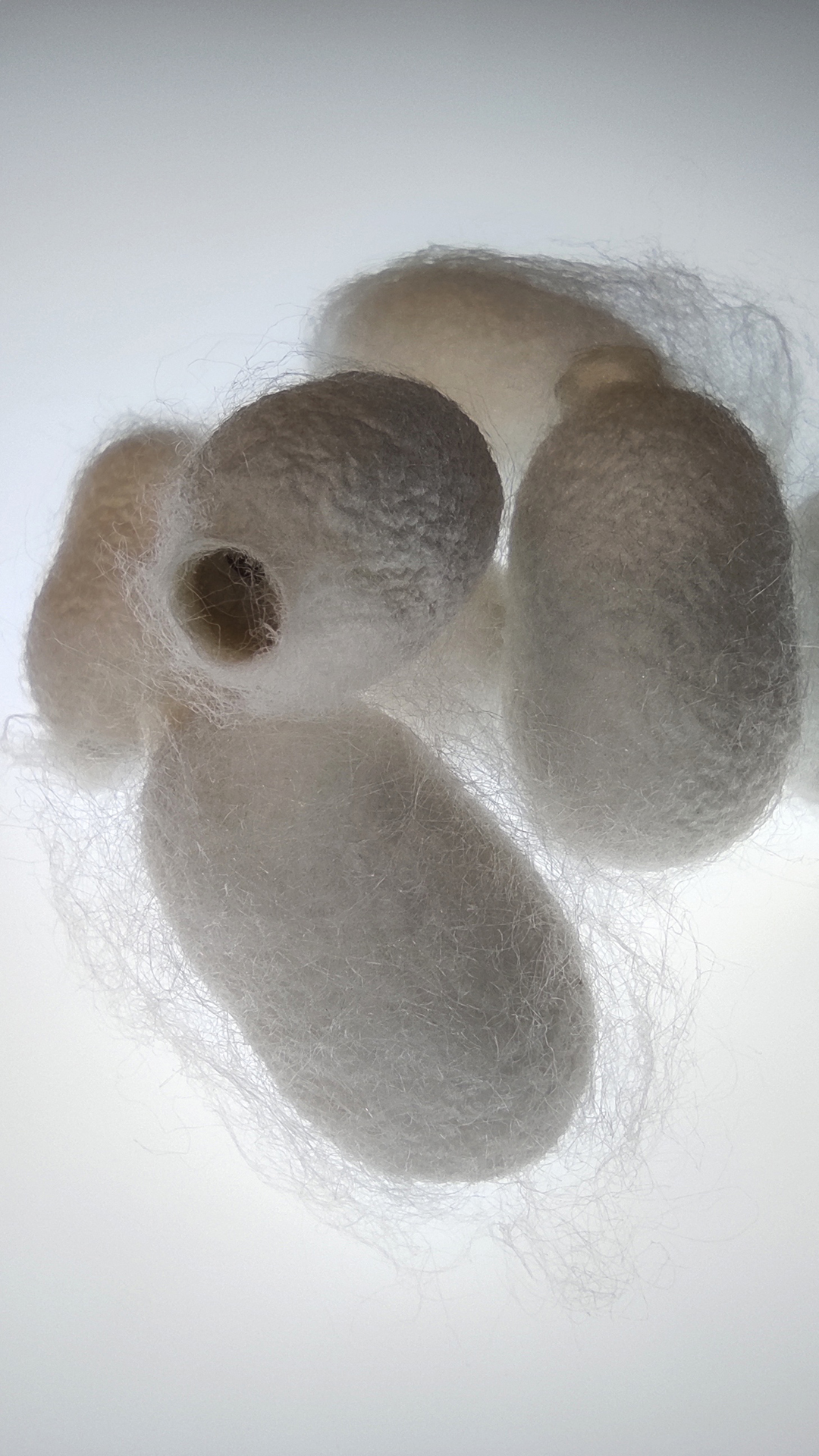 cocoon