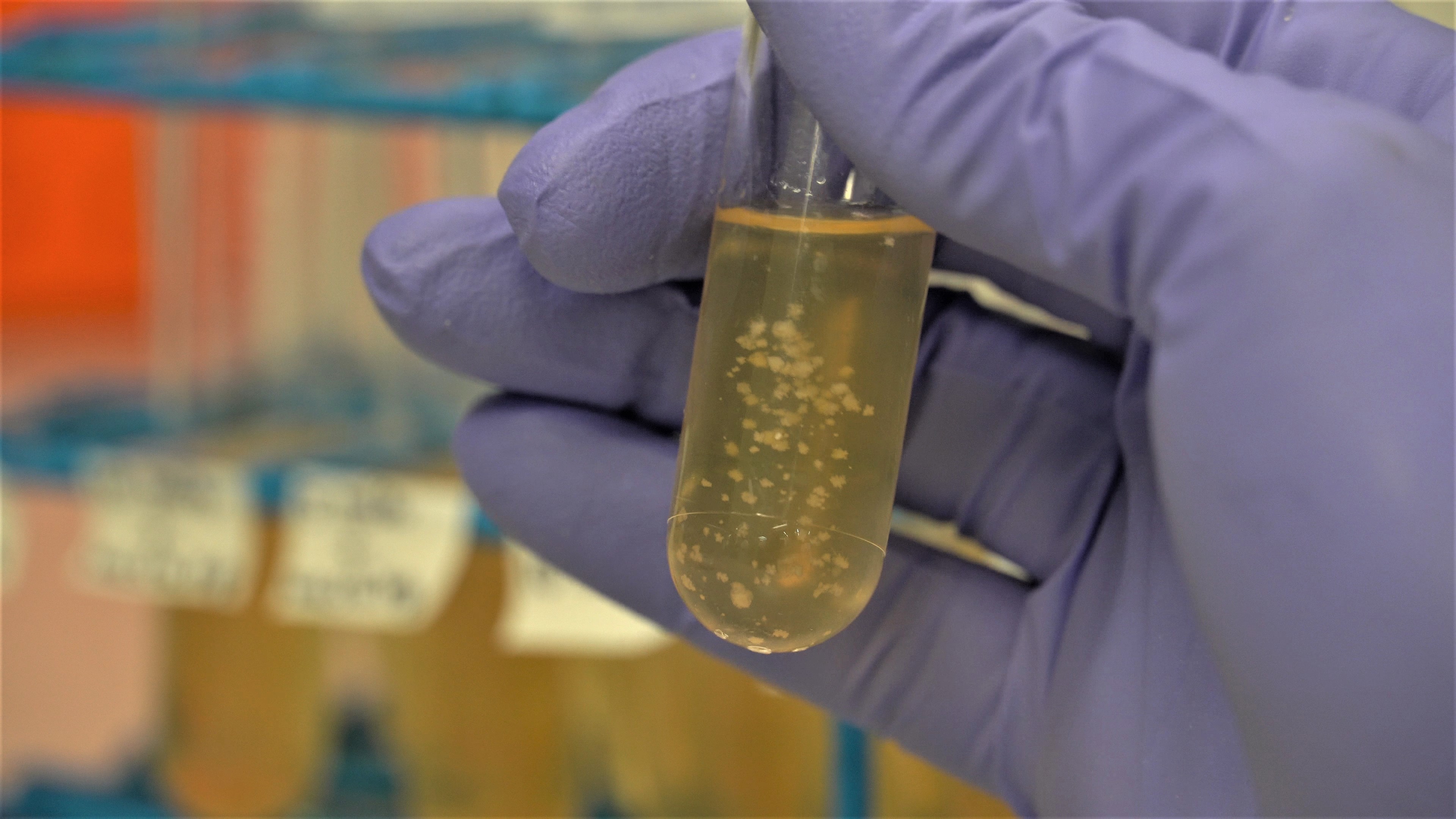 Hydrogel with lactobacillus