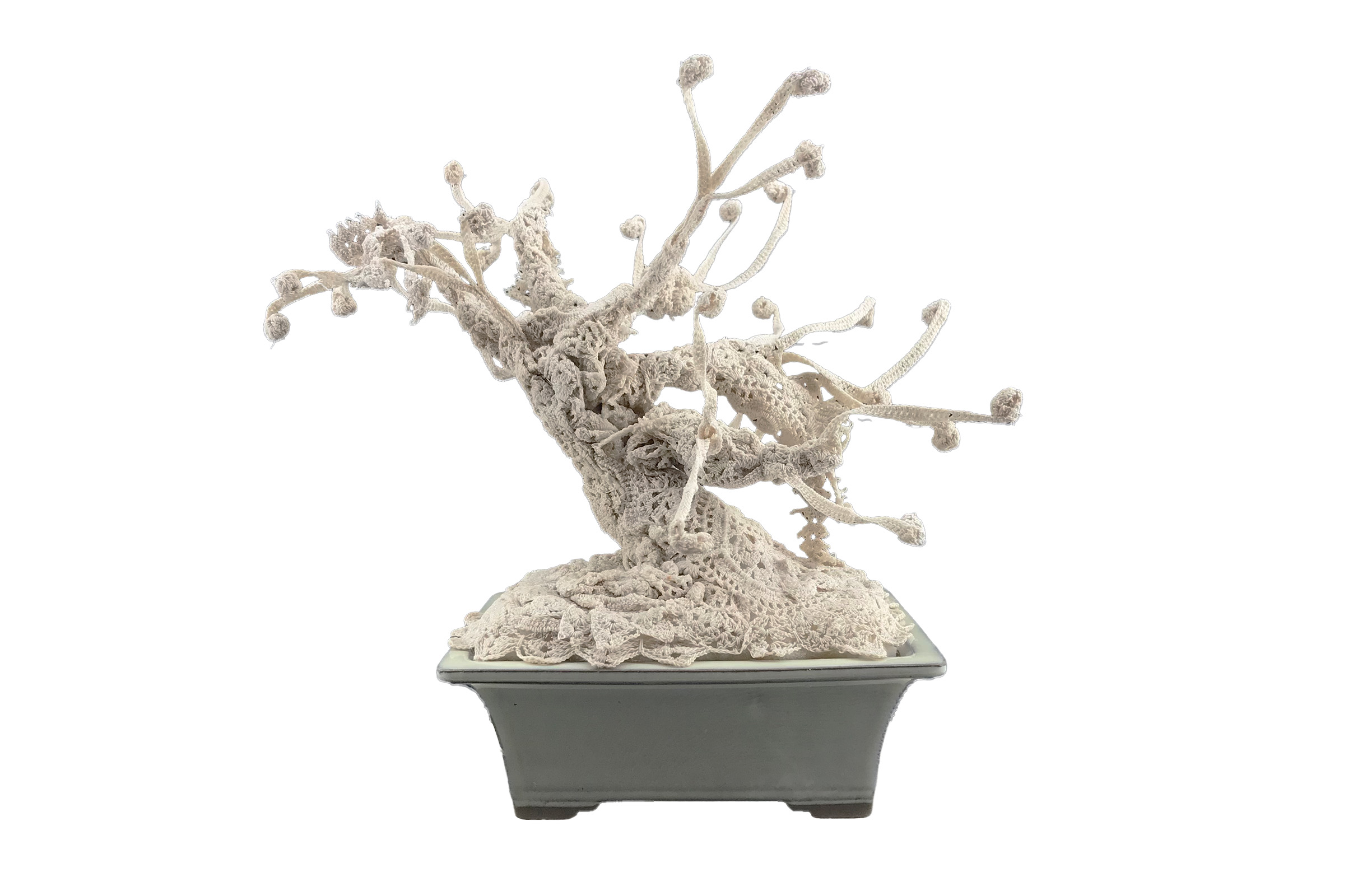 Informal upright Willow, Moyogi