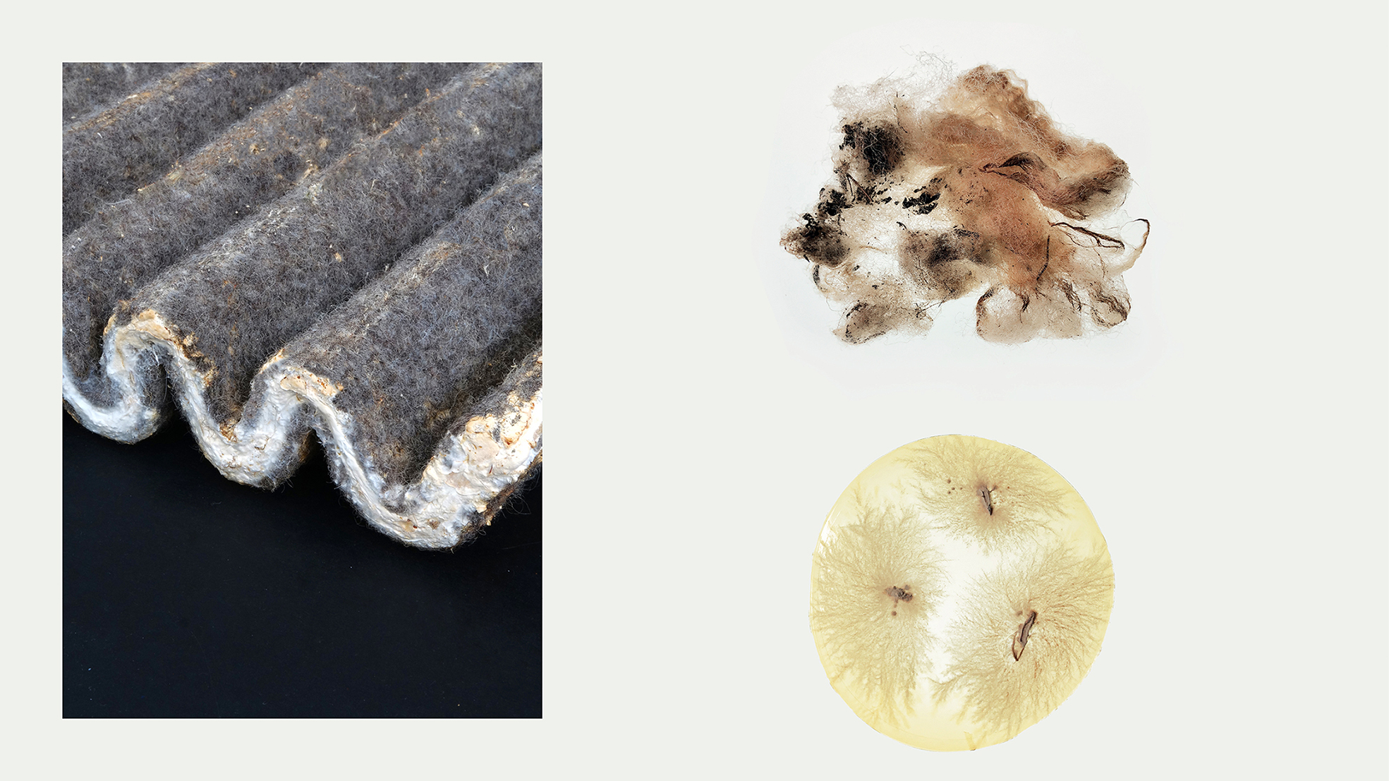 Wool, Myzelium and material sample