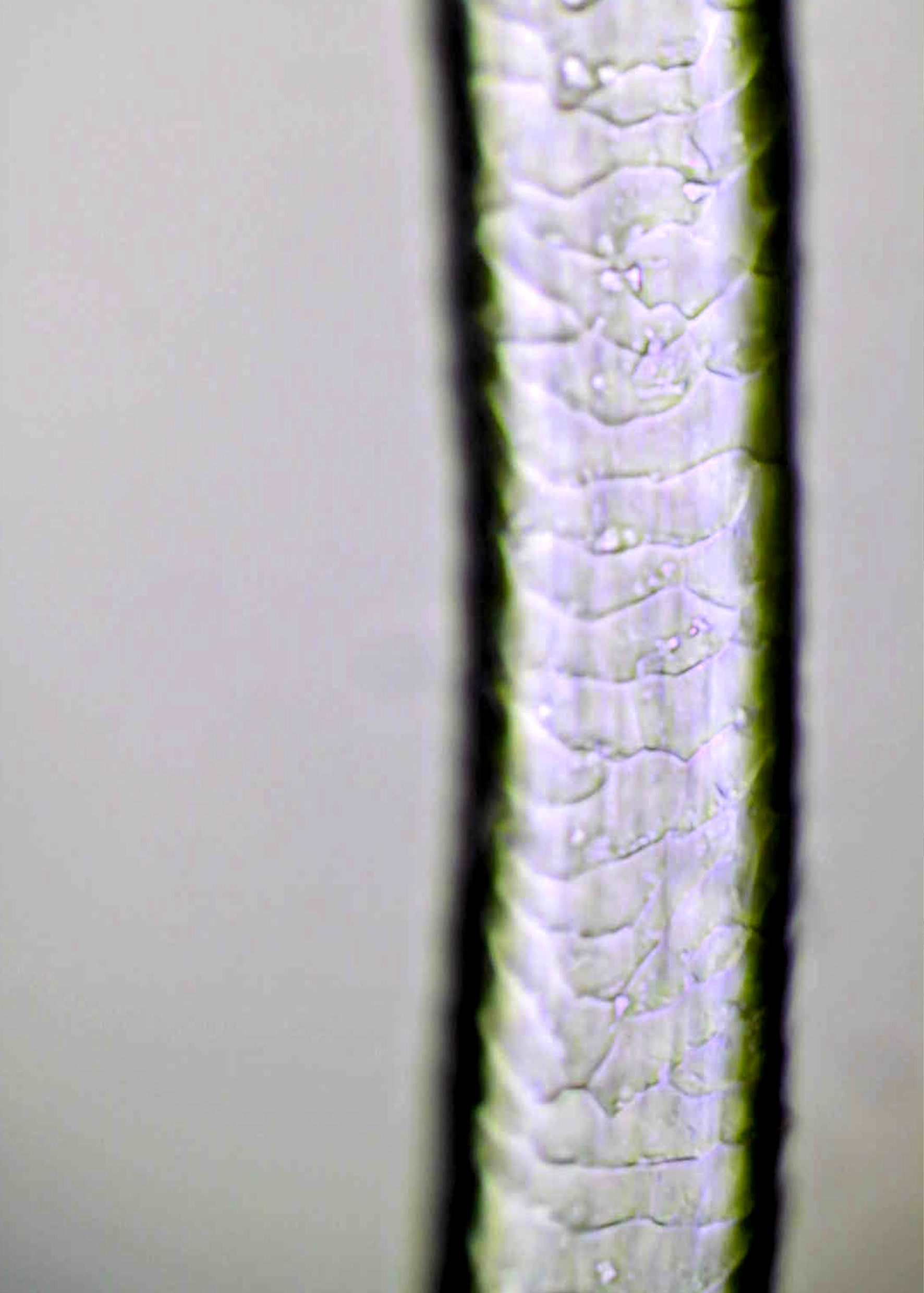 Wool fibre under microscope