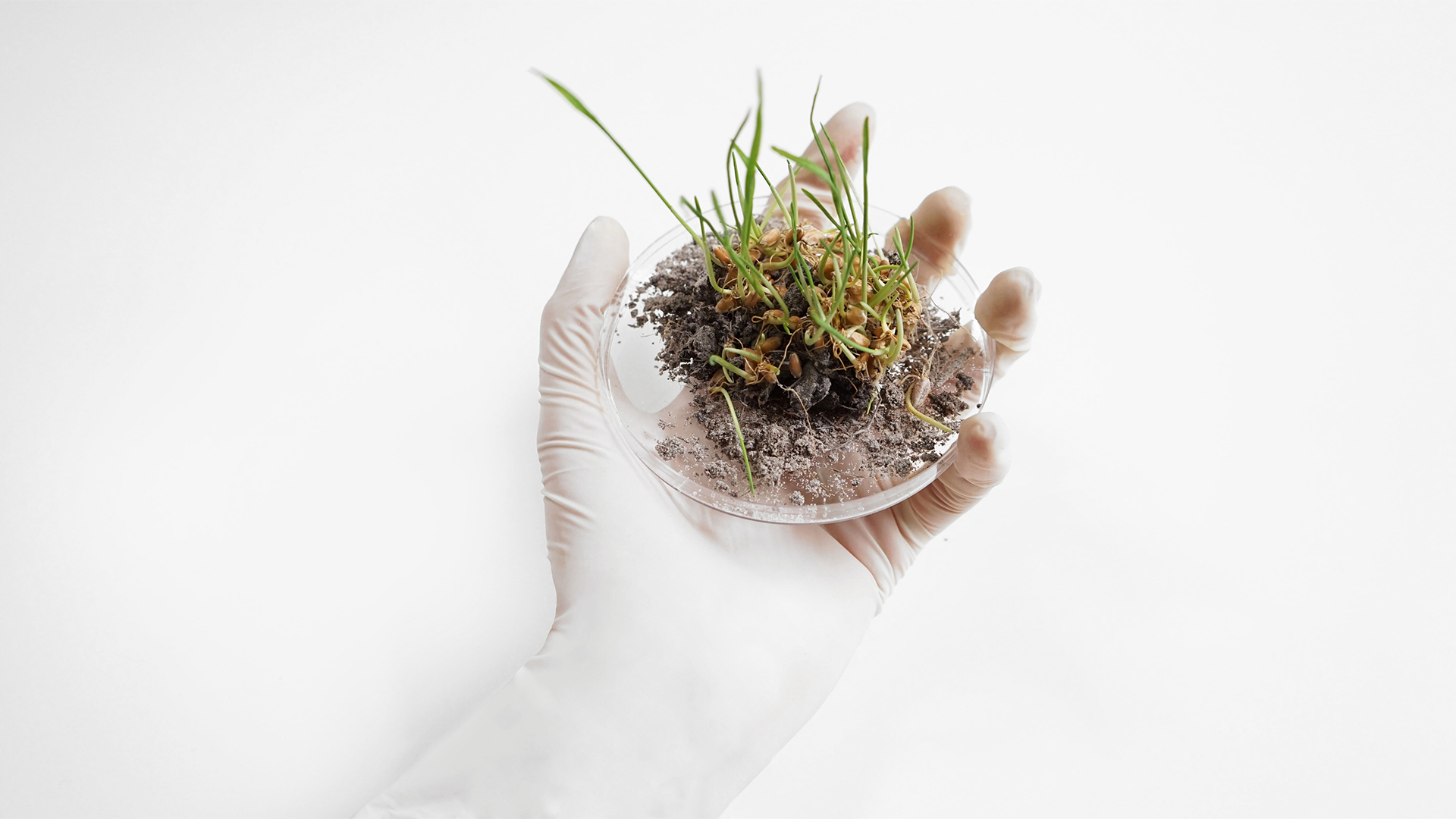 Biological Sample
