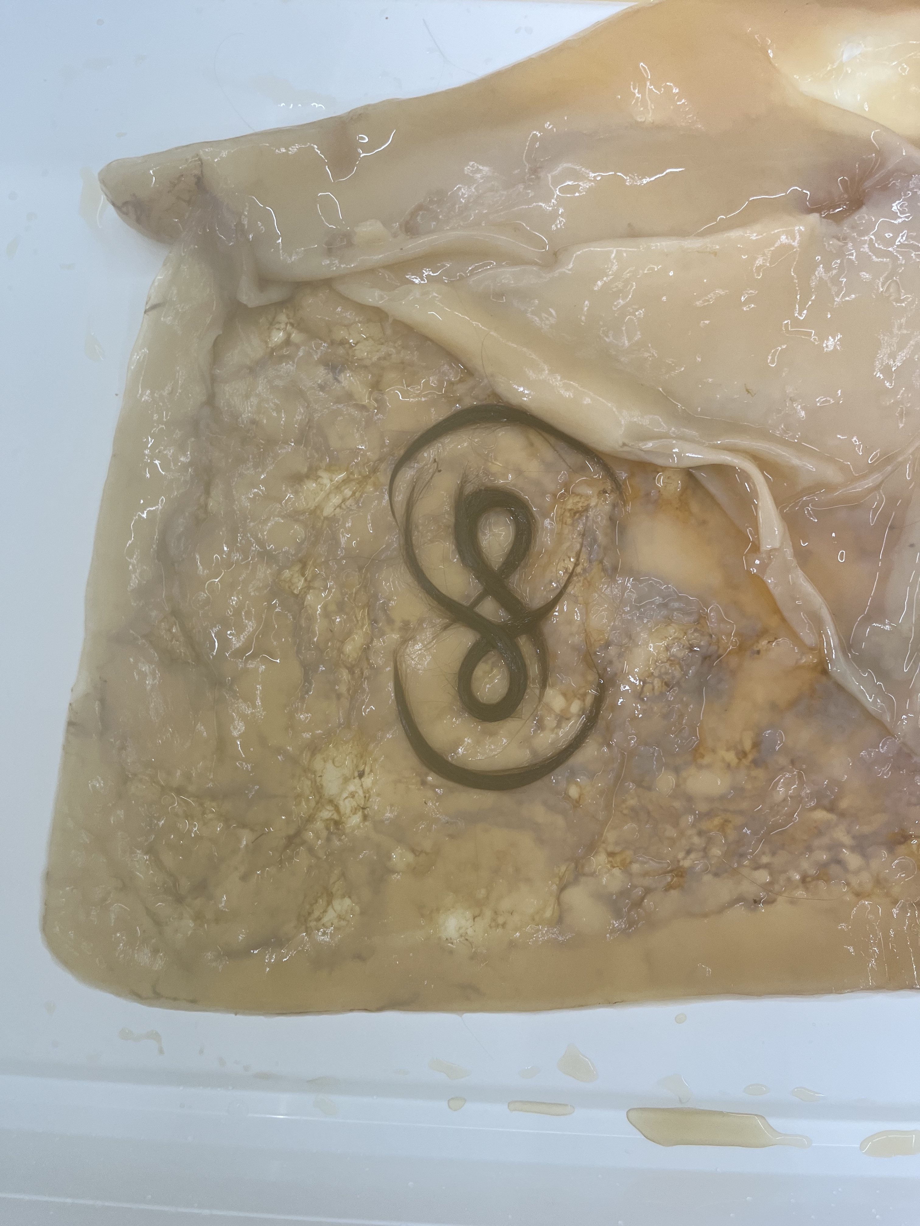 test phase - big wet scoby with DNA