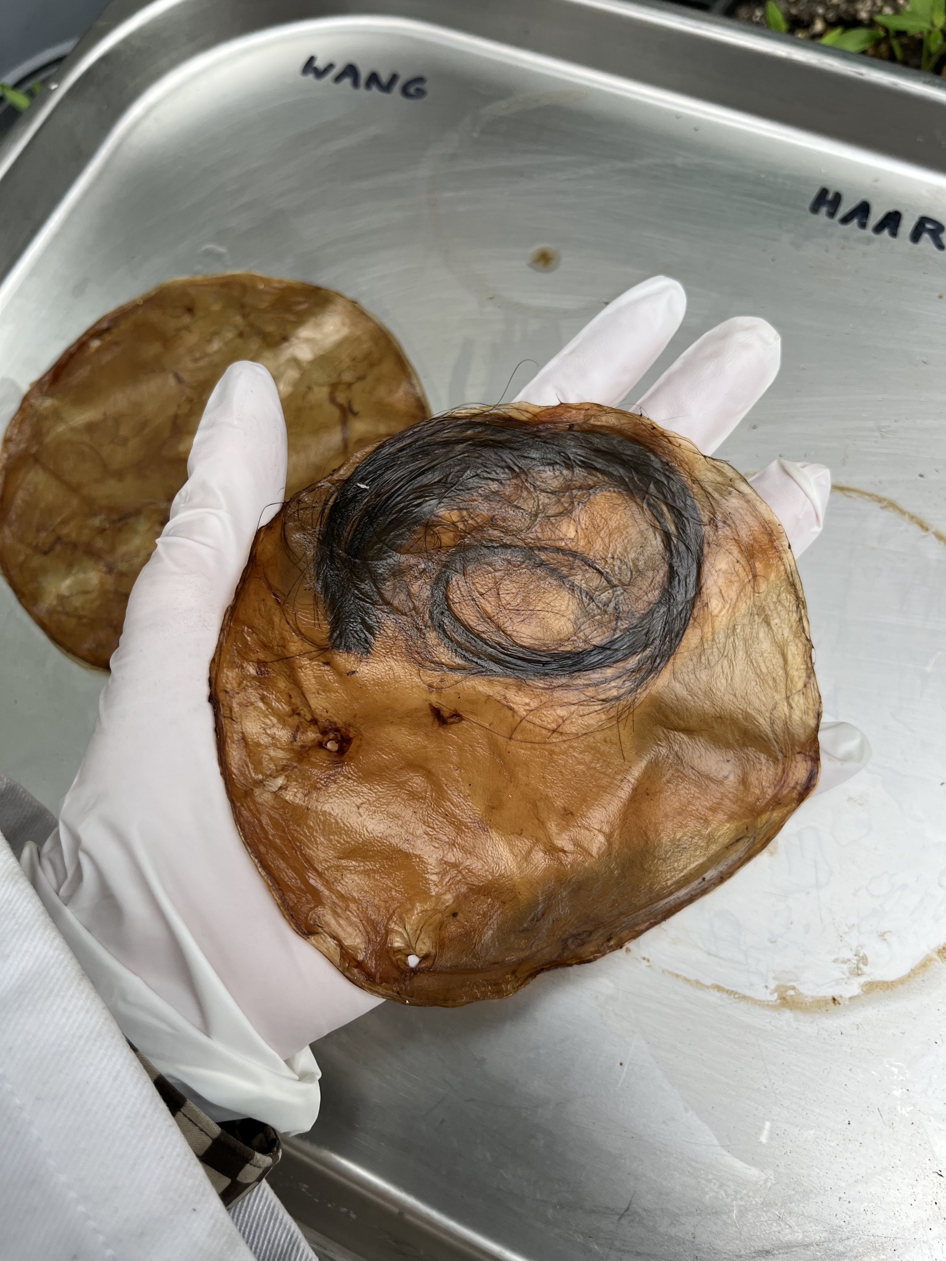 test phase - dried scoby with DNA