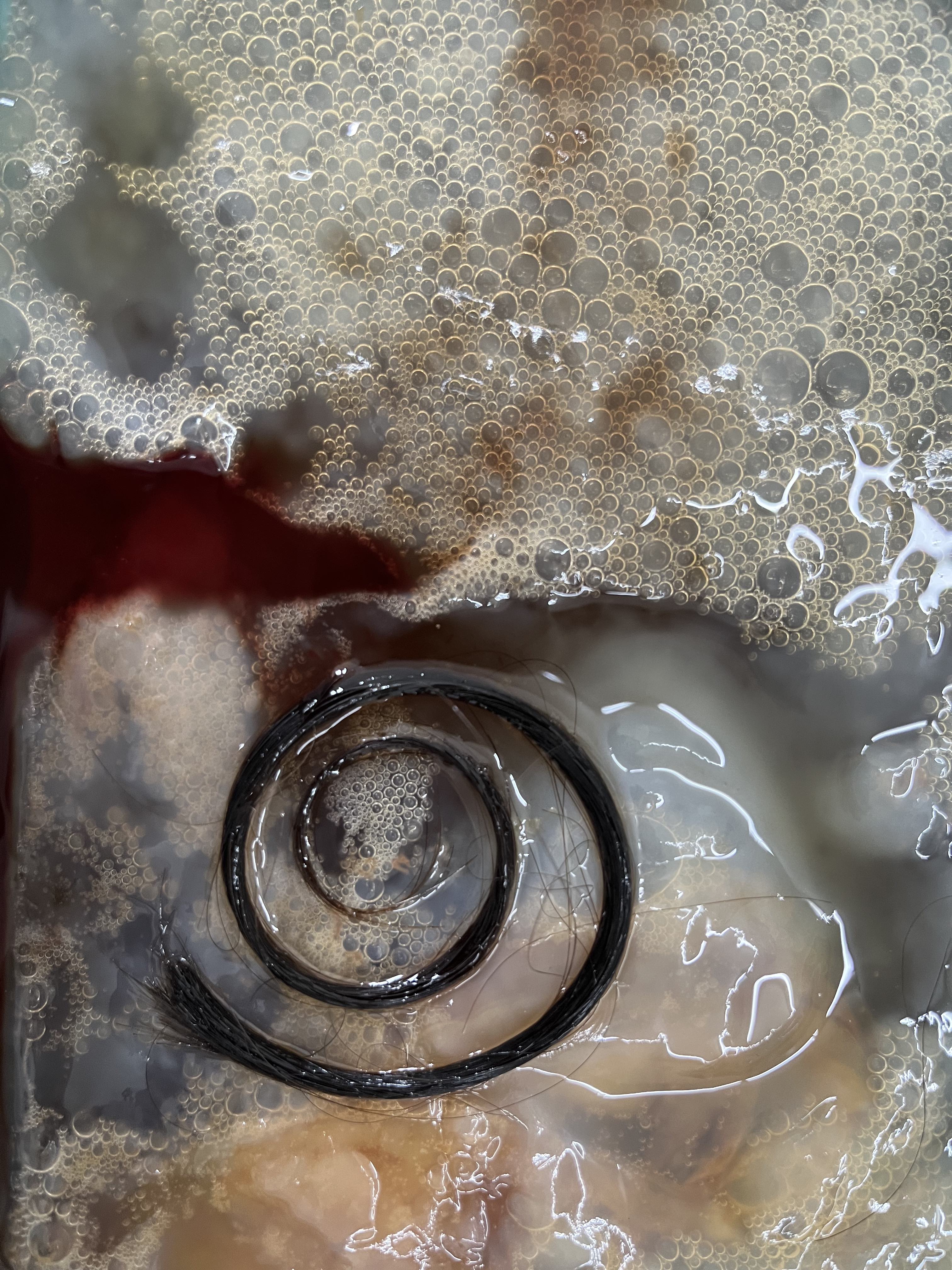 test phase - wet scoby with DNA